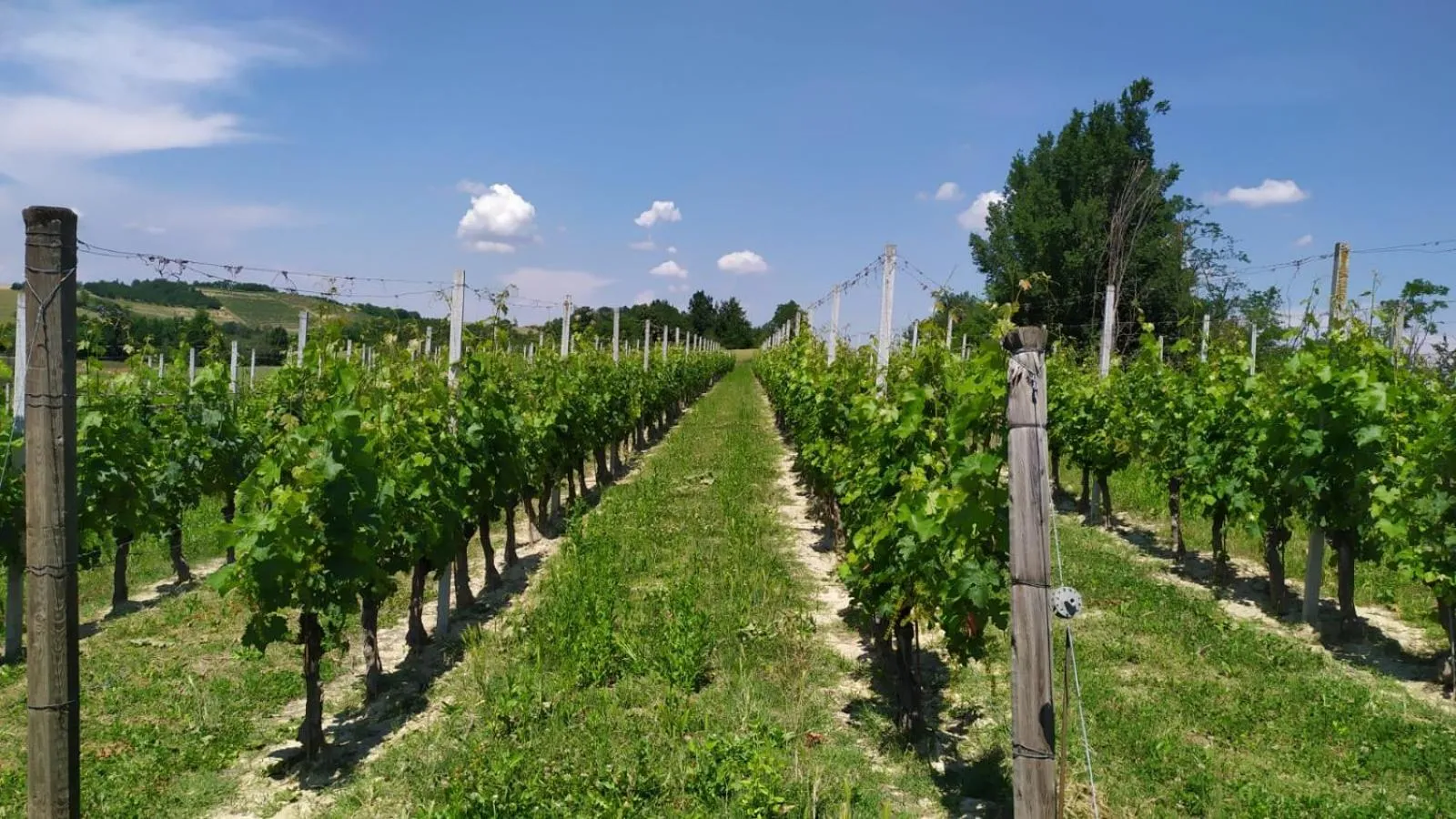 Natural landscape in La Mondianese "House of Ruchè"