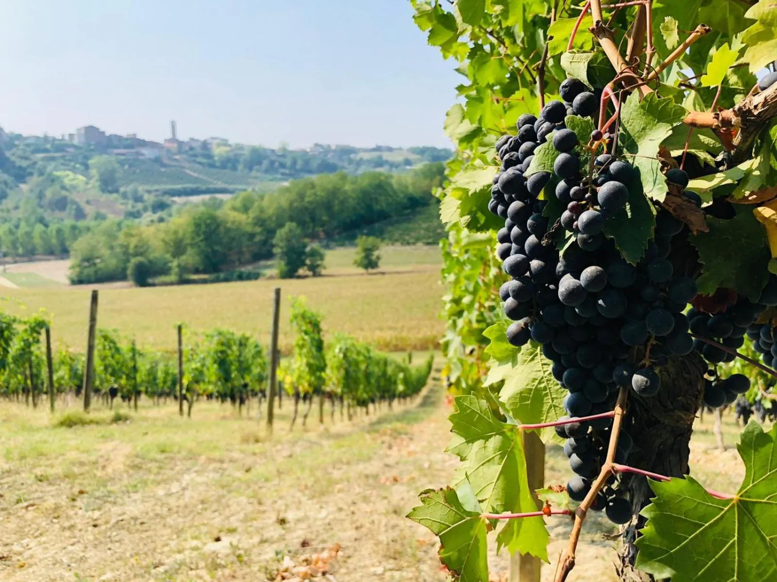 Natural landscape in La Mondianese "House of Ruchè"
