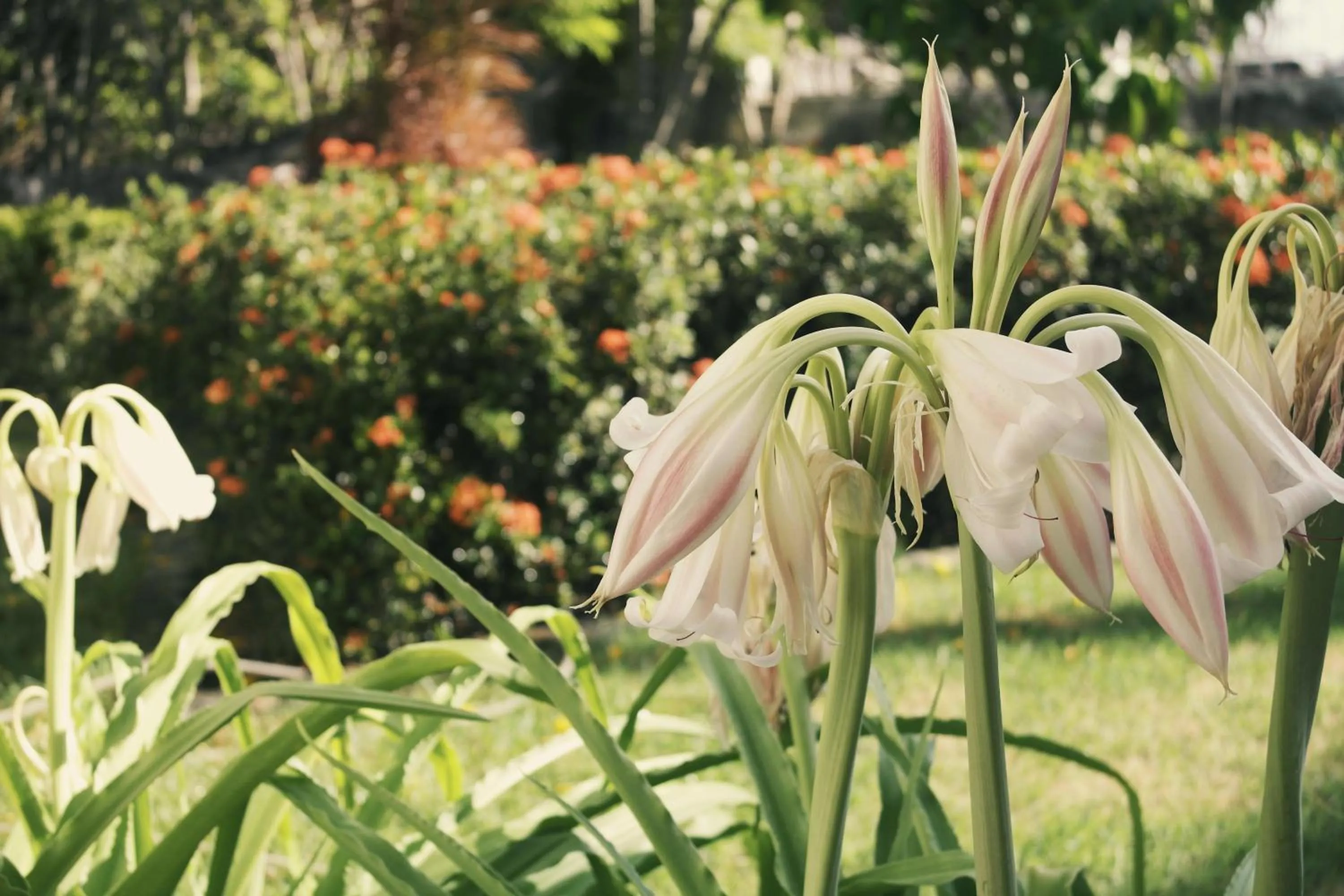 Garden in Pousada Convento da Conceição