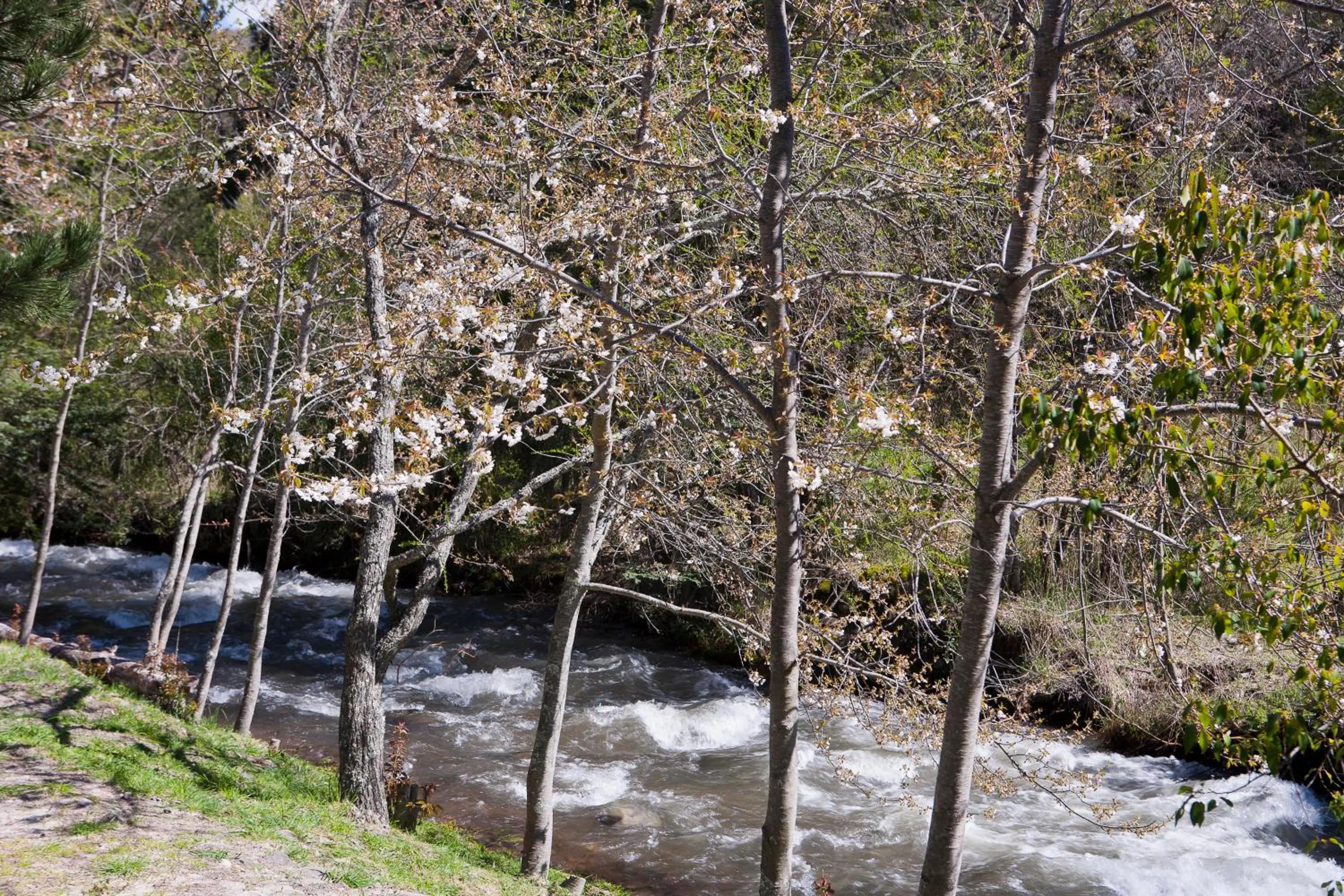 Natural landscape in Cabañas Rucaleufu