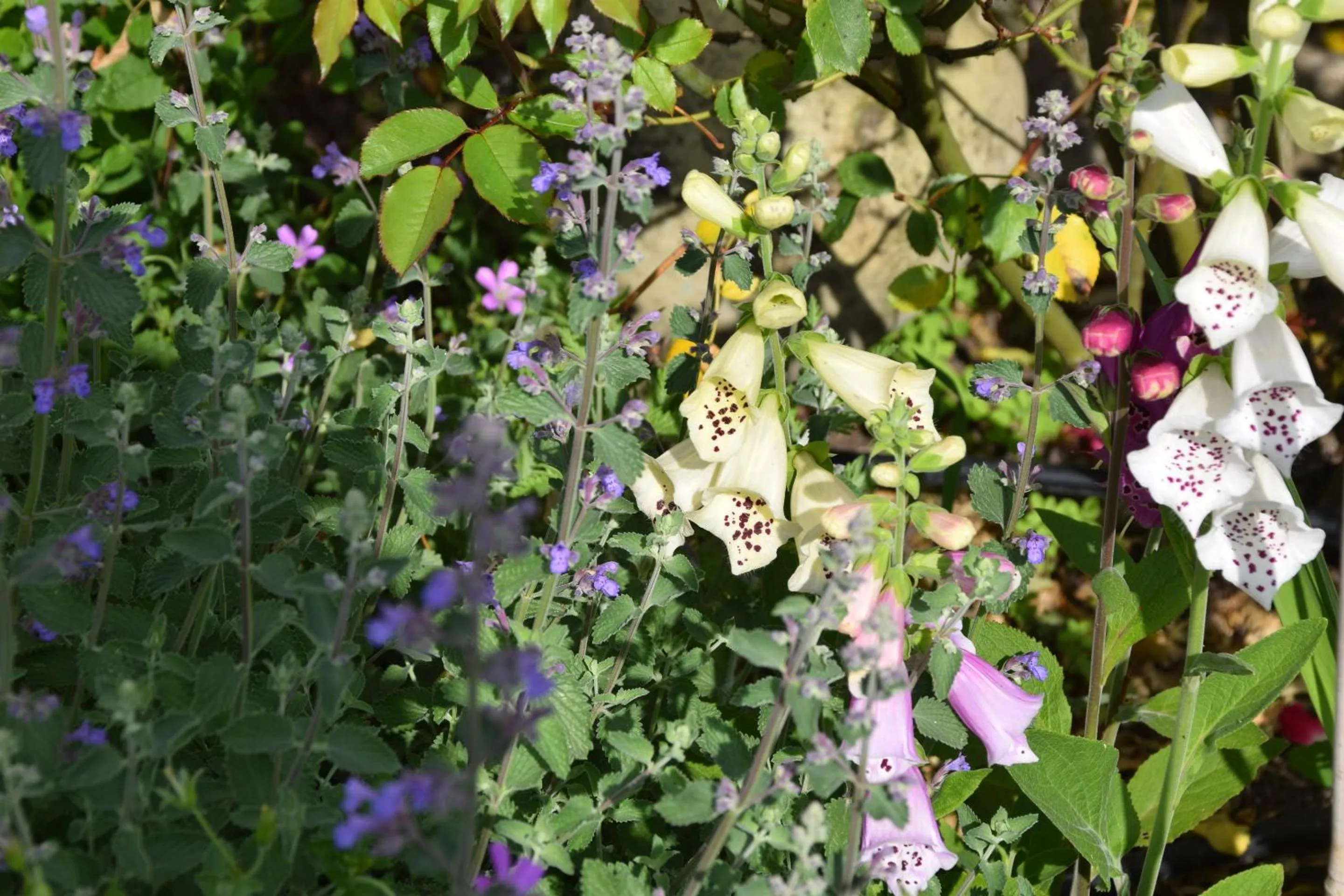 Natural landscape in La villa 13&15