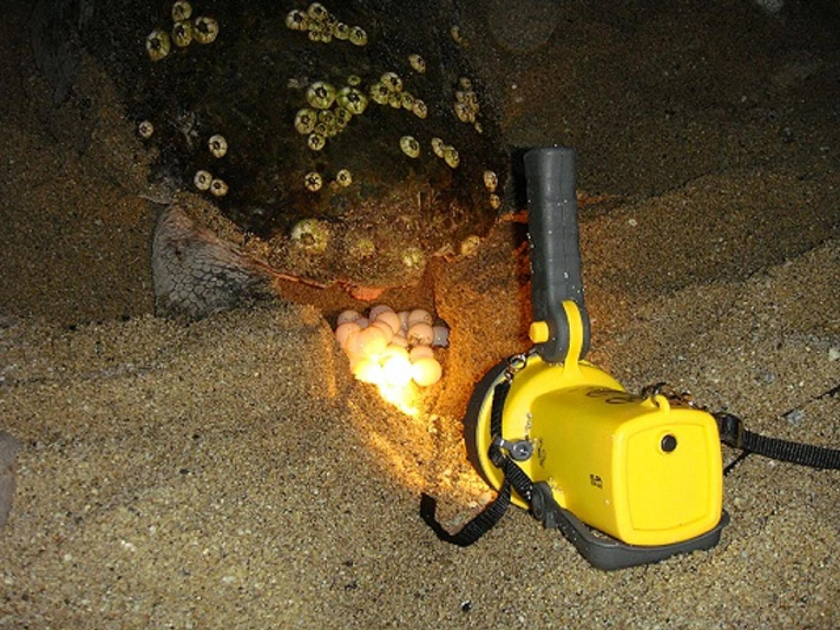 Animals in Maetakeso