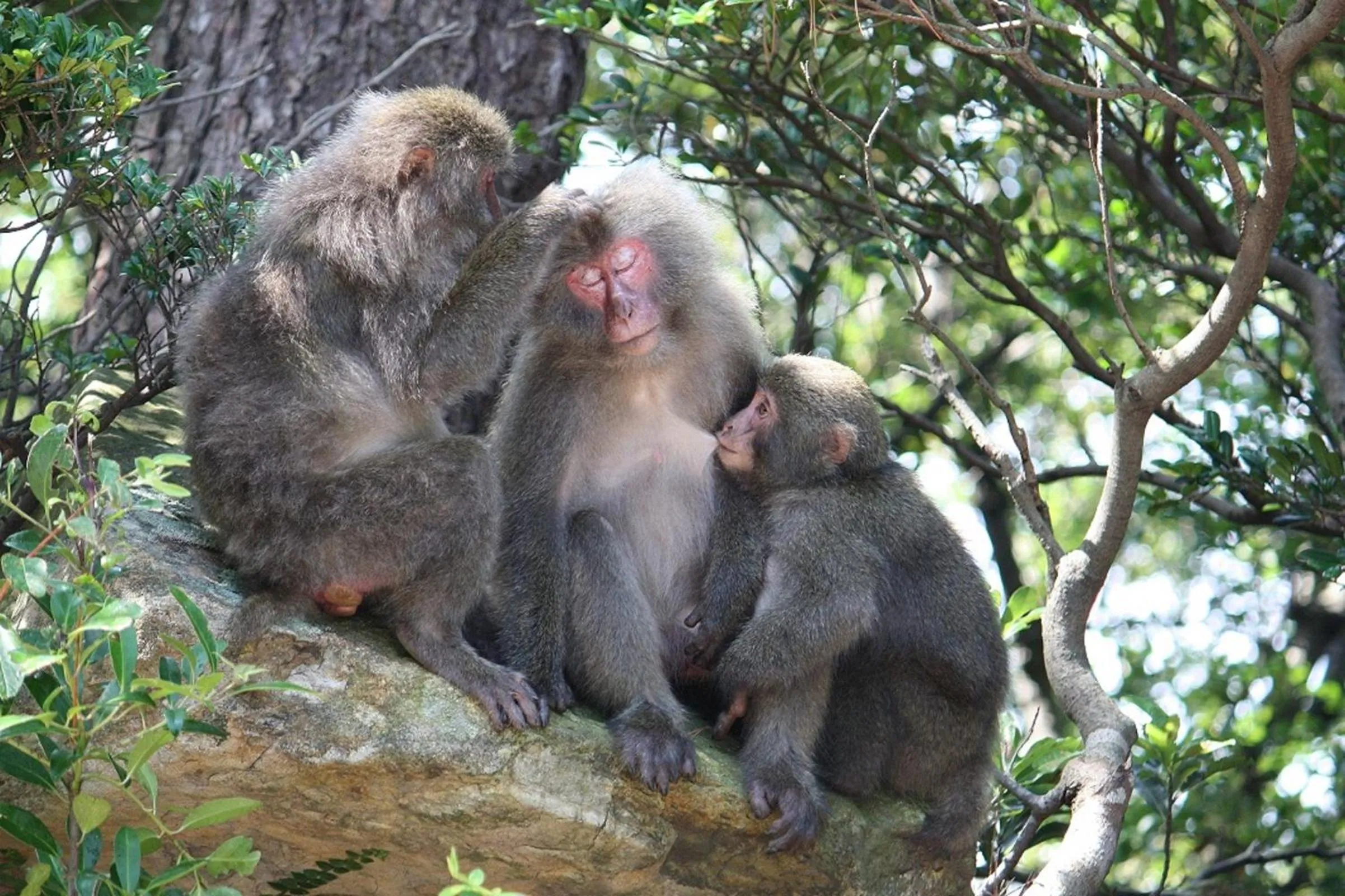 Animals in Maetakeso