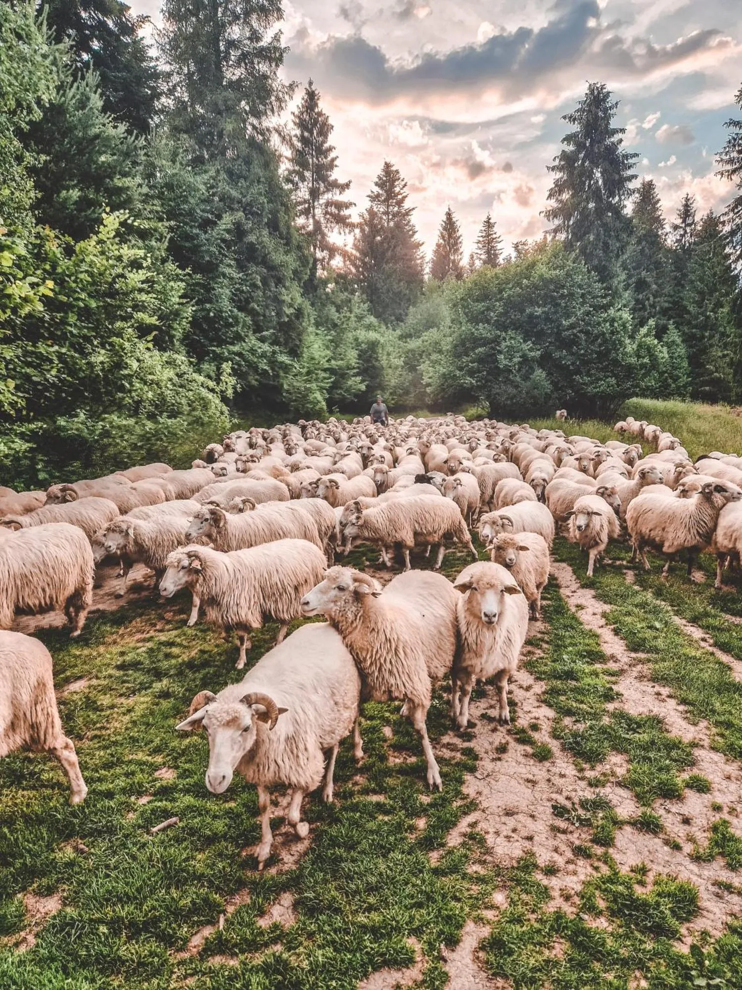 Windsurfing in Hotel Nawigator Szczawnica