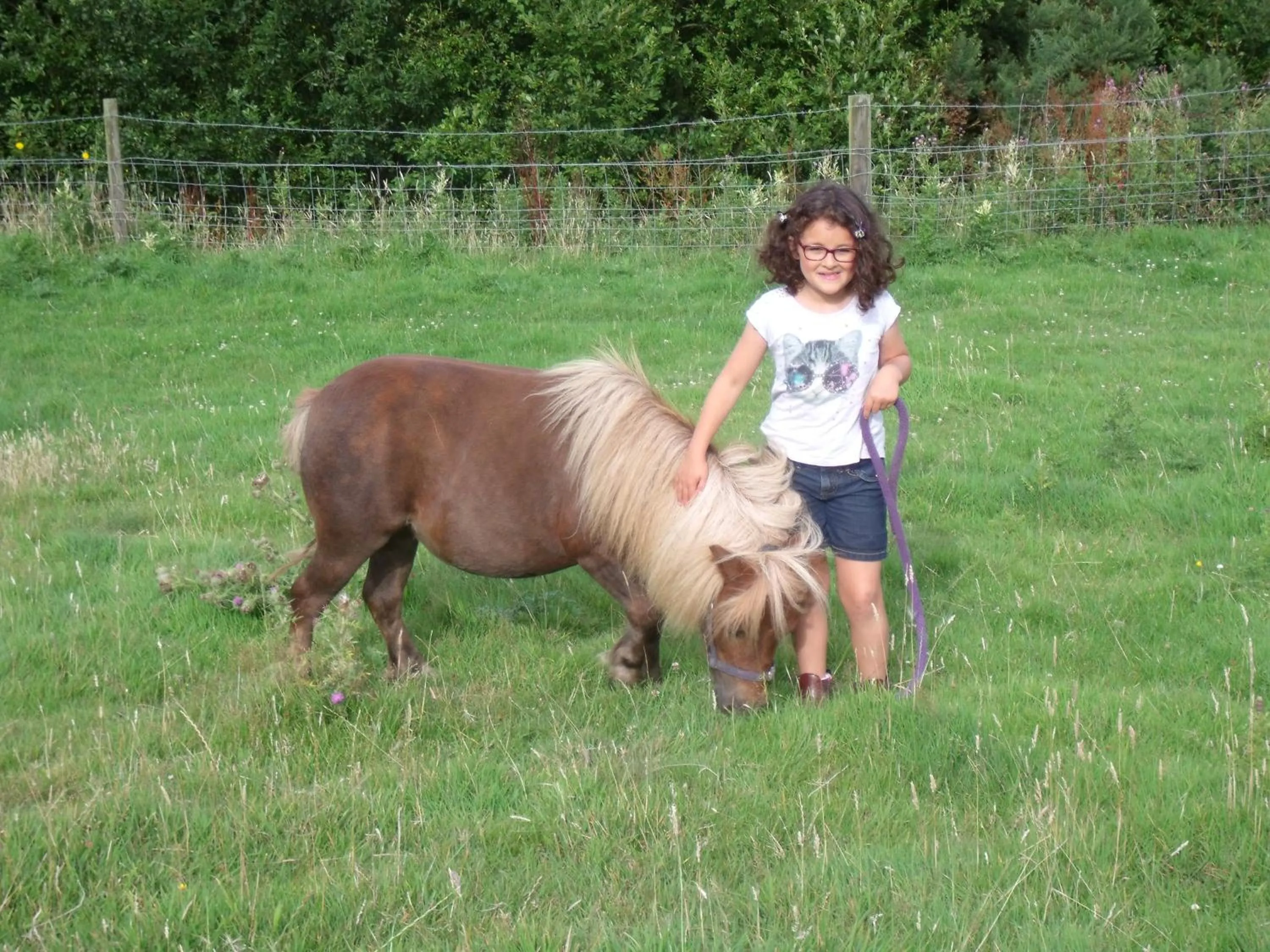 Pets in Godshill Park Barn