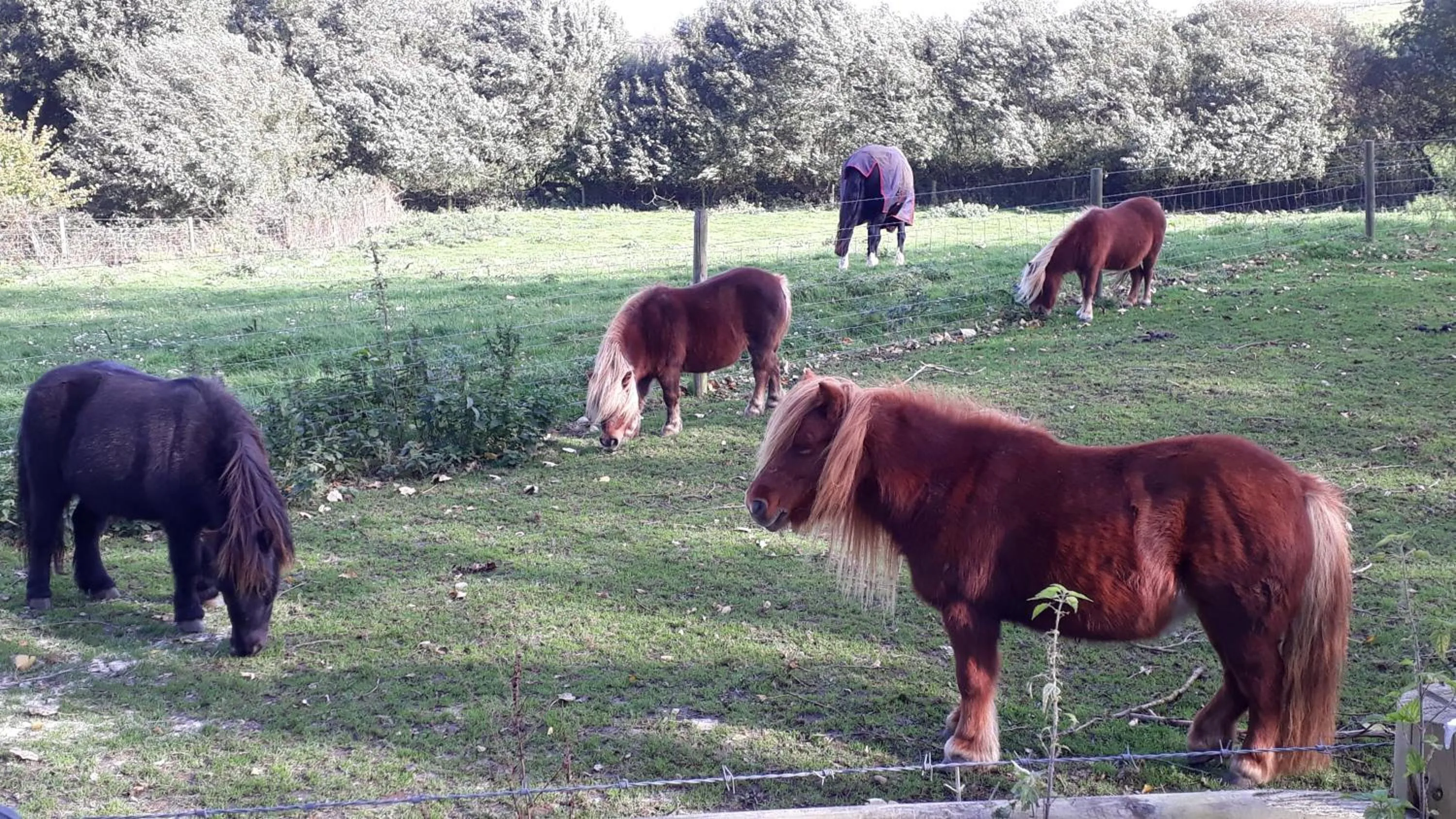Natural landscape in Godshill Park Barn
