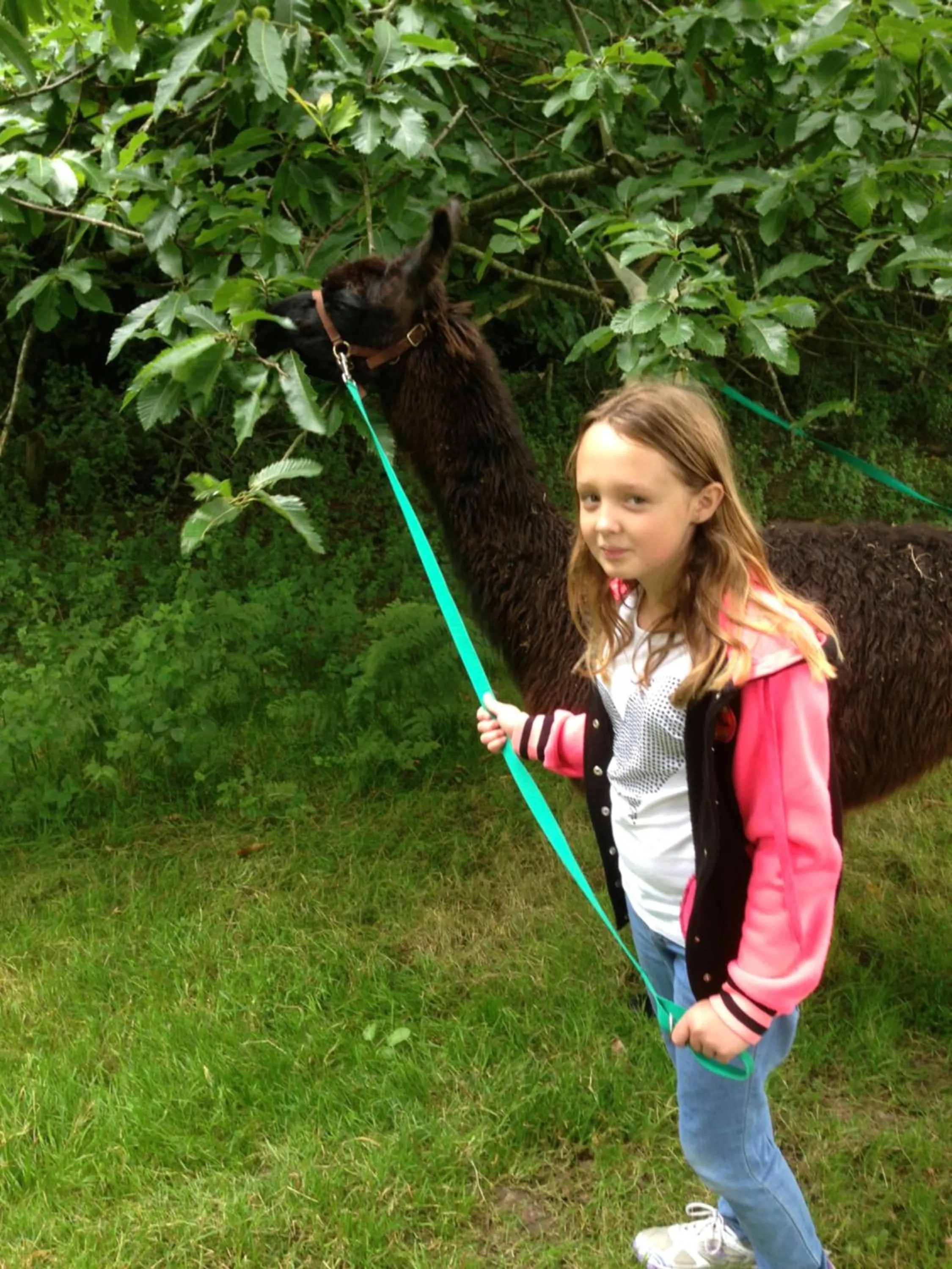 Pets in Godshill Park Barn