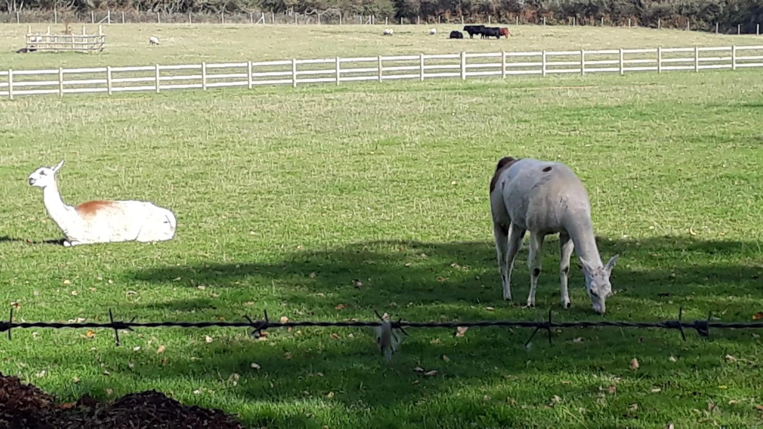 Neighbourhood in Godshill Park Barn