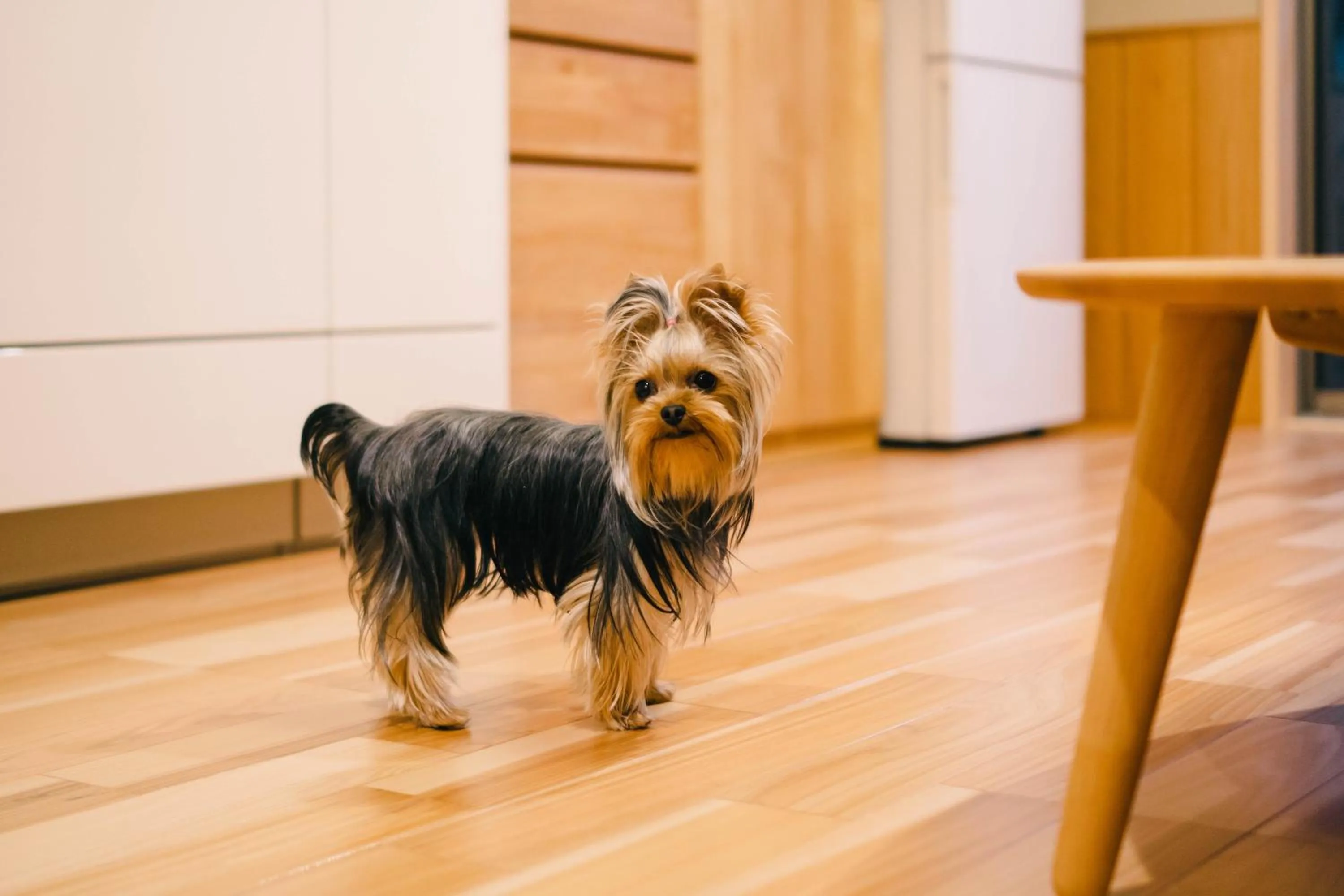 pet friendly in Miro Shijo Saiin Tei