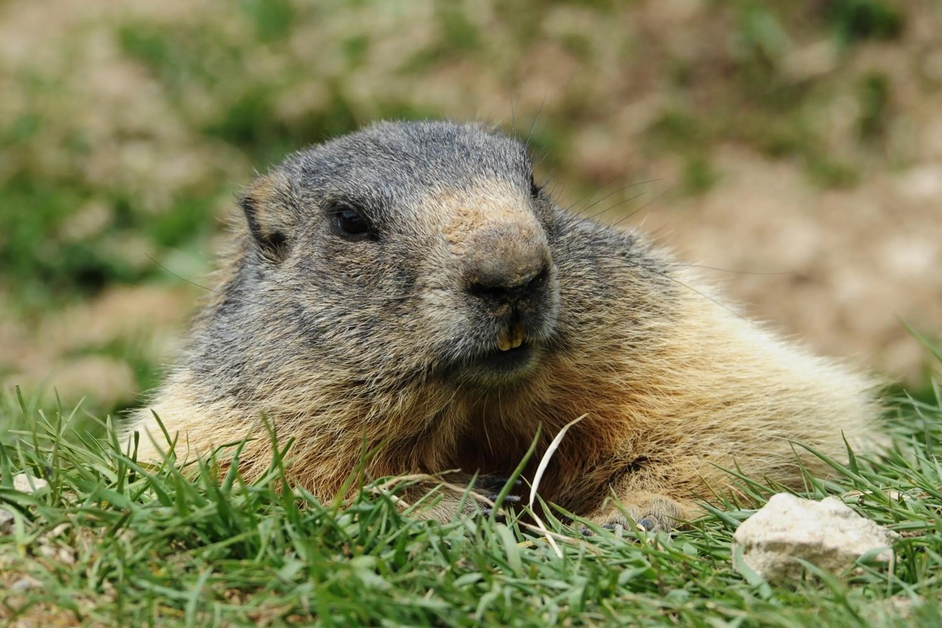 Animals in Hotel Allegra 3 Stern Superior