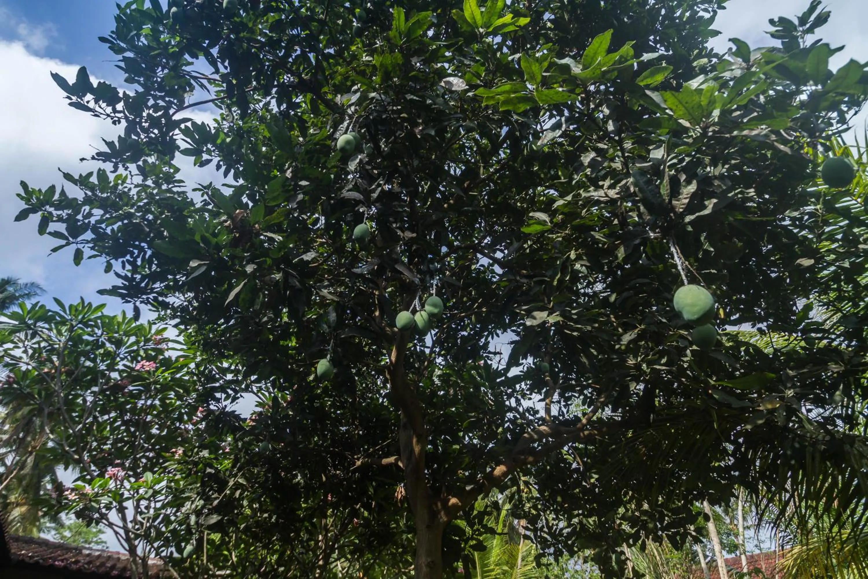 Day in Parthi Puri Ubud