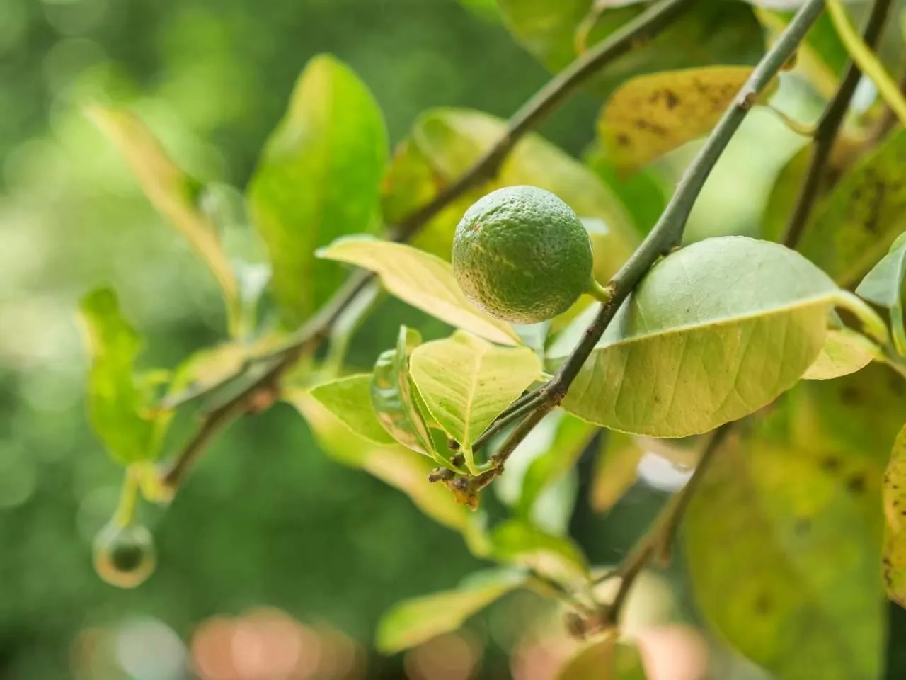 Garden in Pousada Galeria Artes