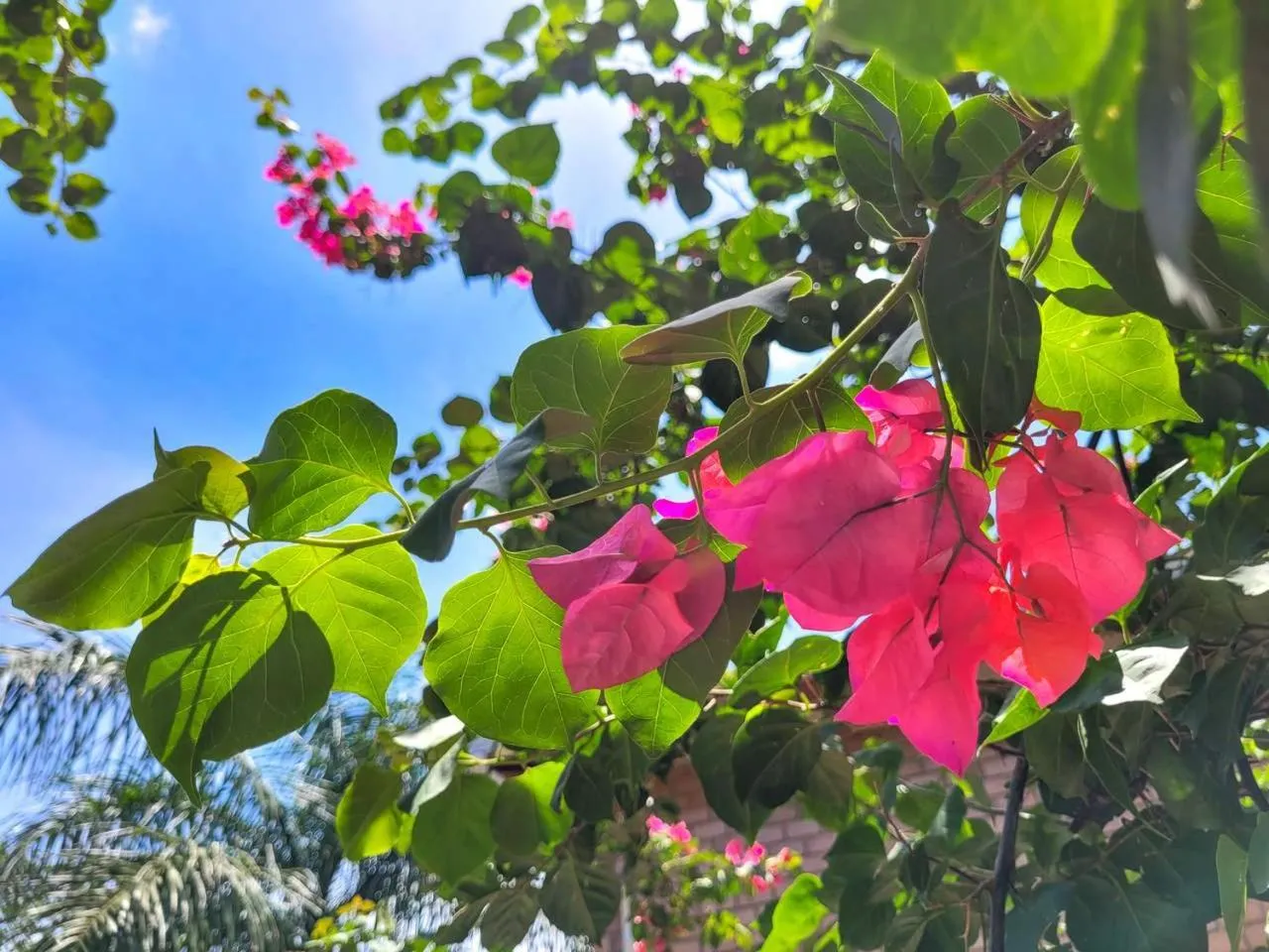 Garden in Pousada Galeria Artes