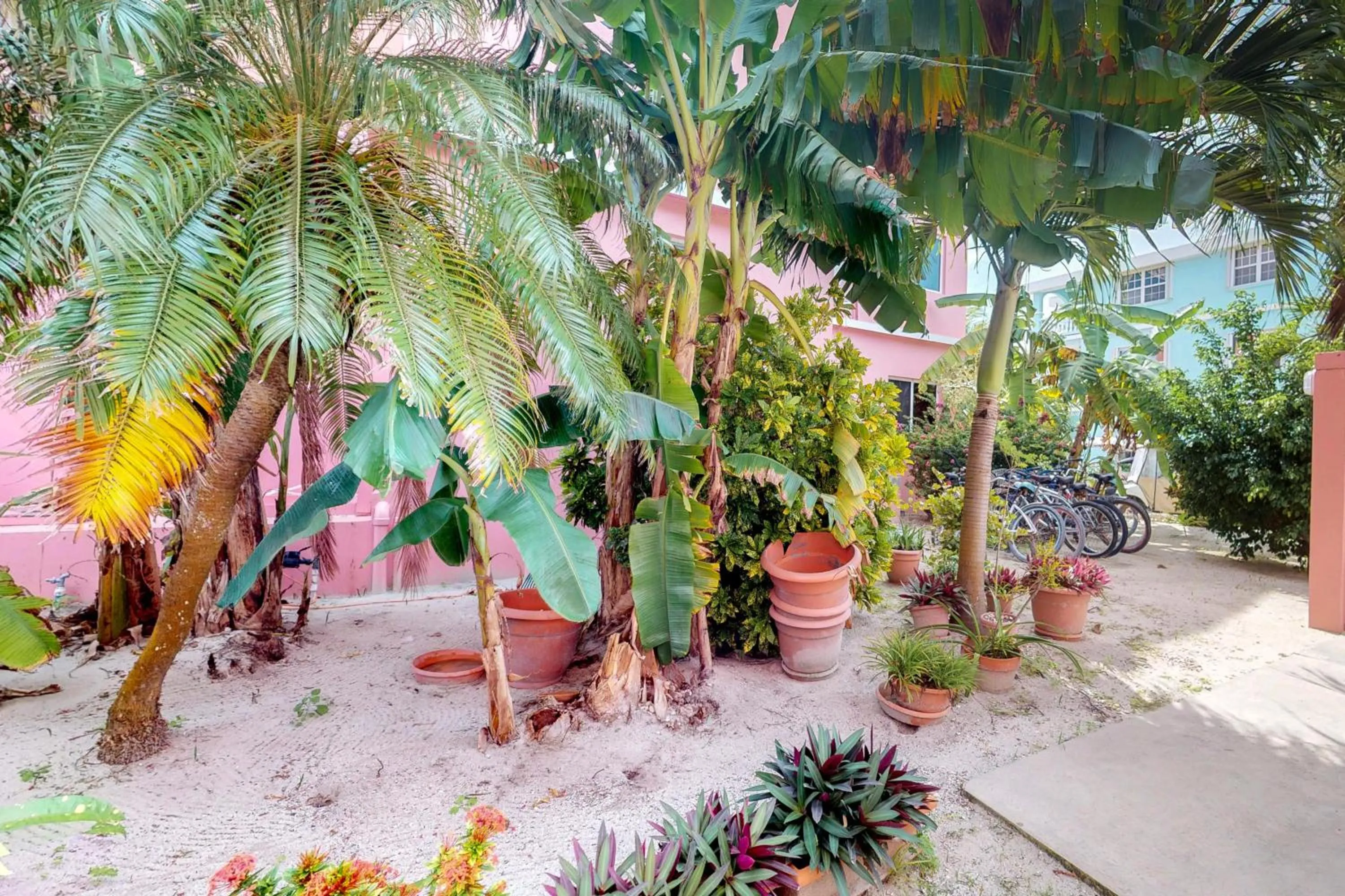 Hibiscus @ Caribe Island