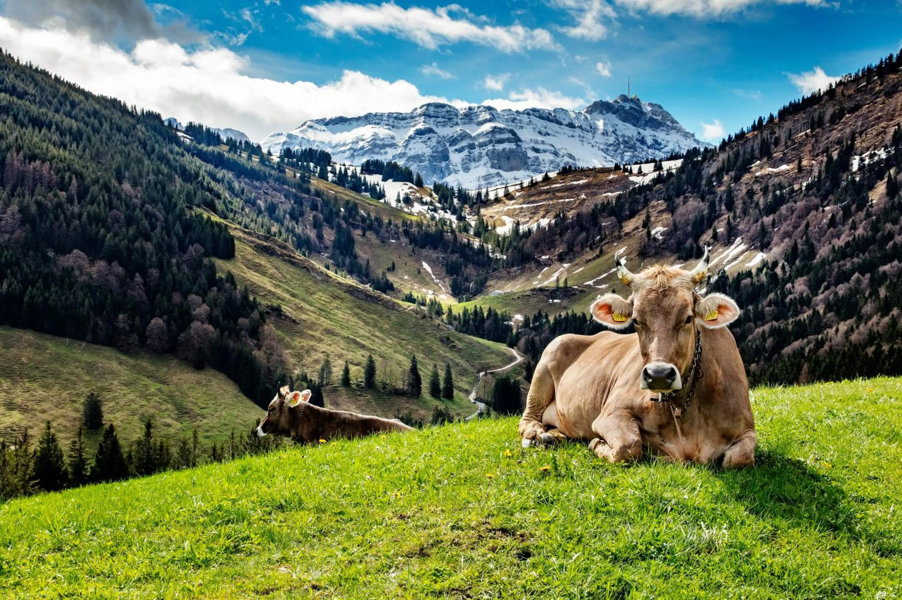 Activities in Hotel Restaurant Krone