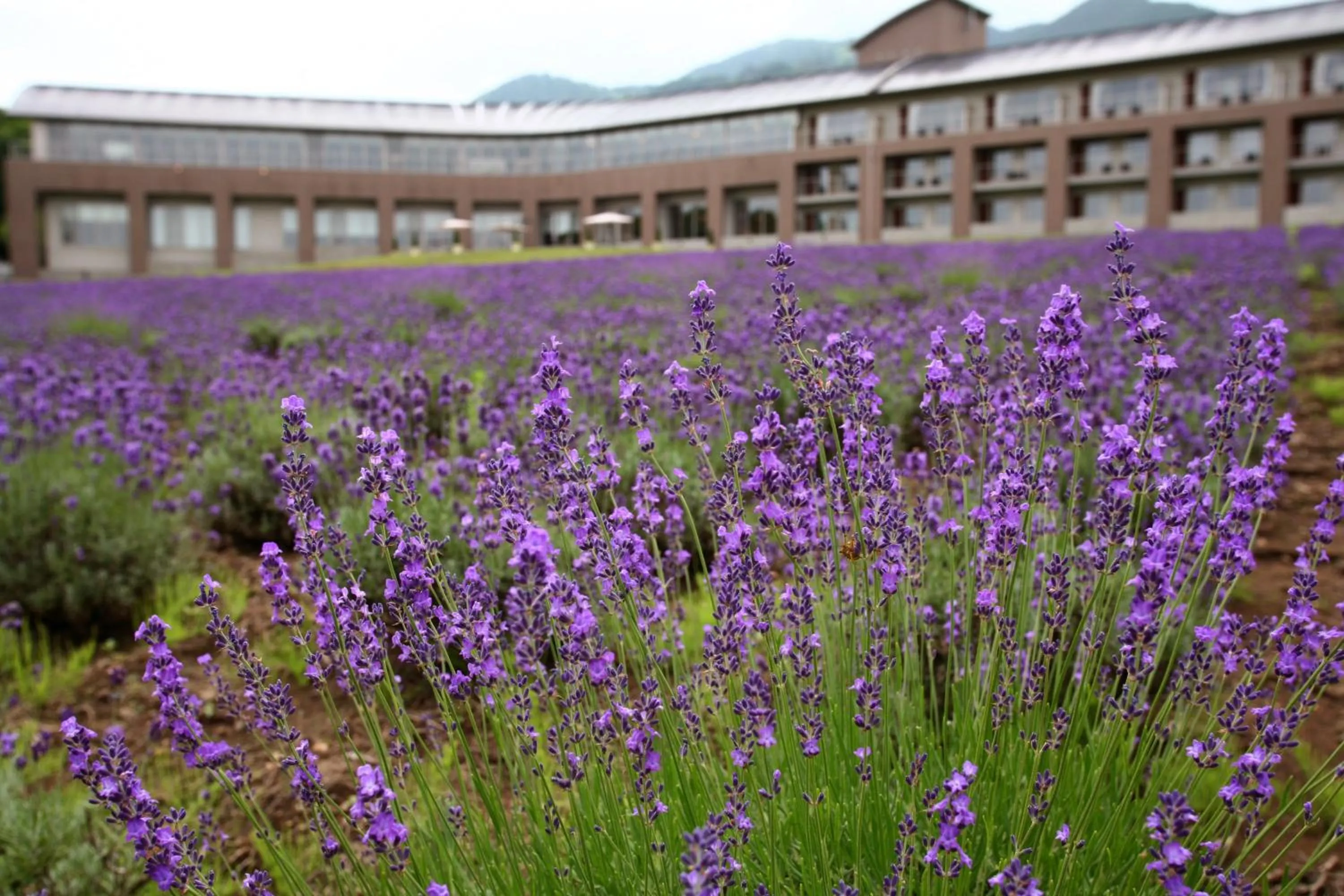 Facade/entrance in Furano Hotel