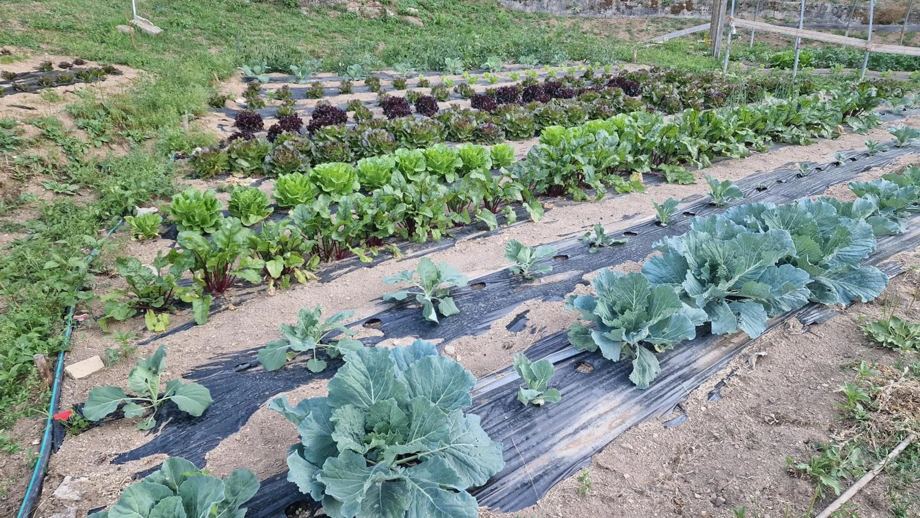 Garden in Hotel del Lago Ampollino