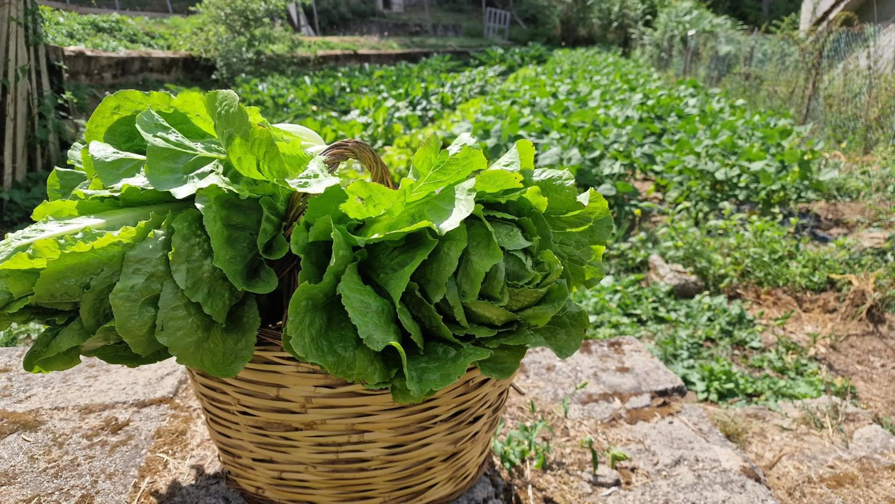 Garden in Hotel del Lago Ampollino