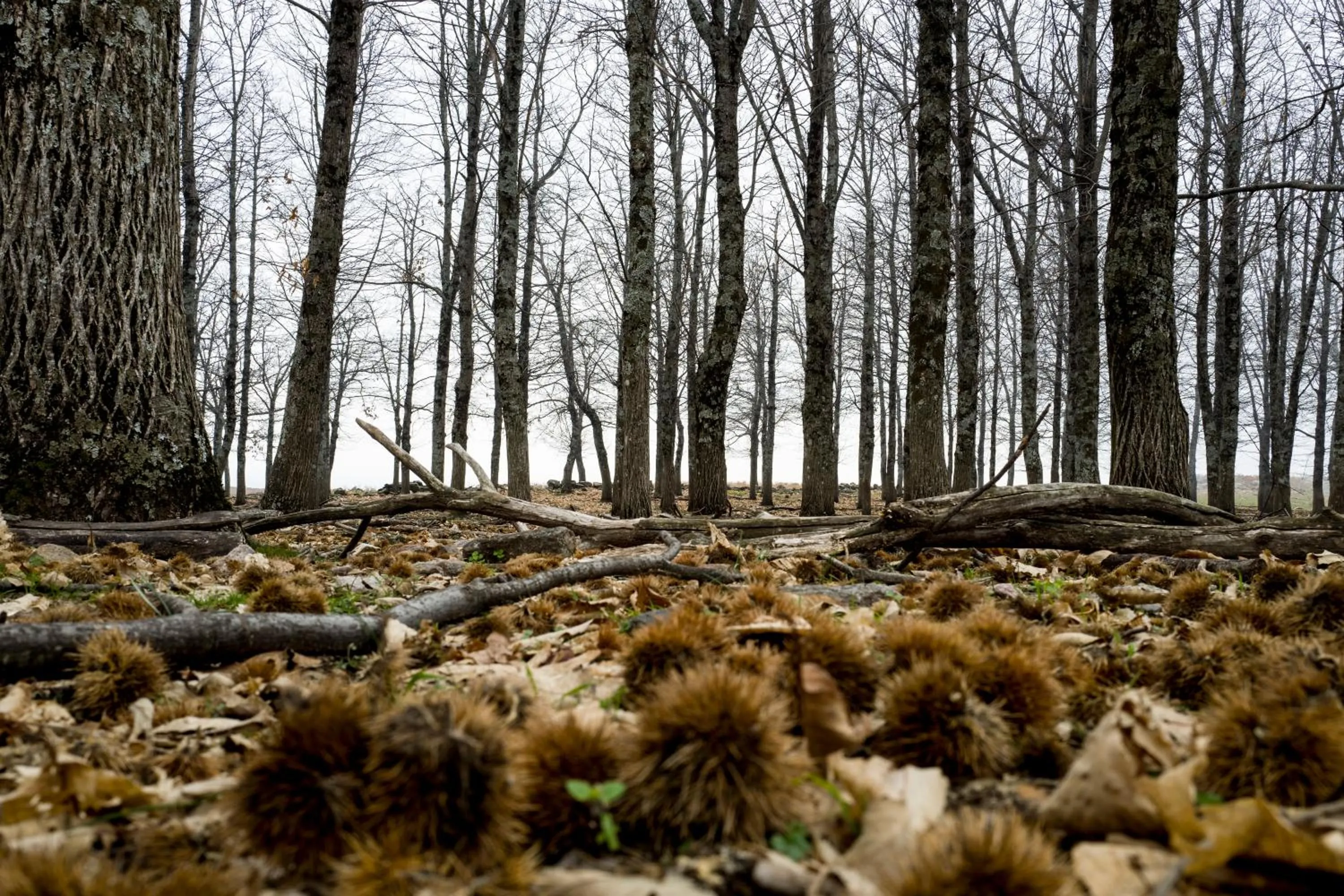 Natural landscape in Hotel Nabia