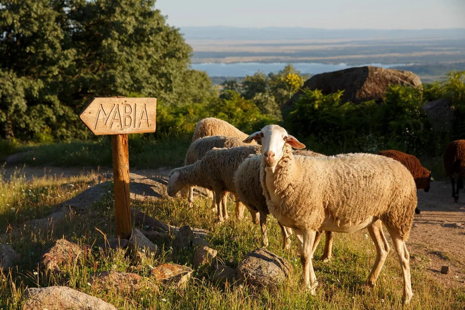 Animals in Hotel Nabia
