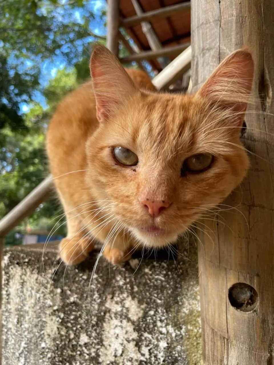 Pets in Vila Amor - Charmosa e Central