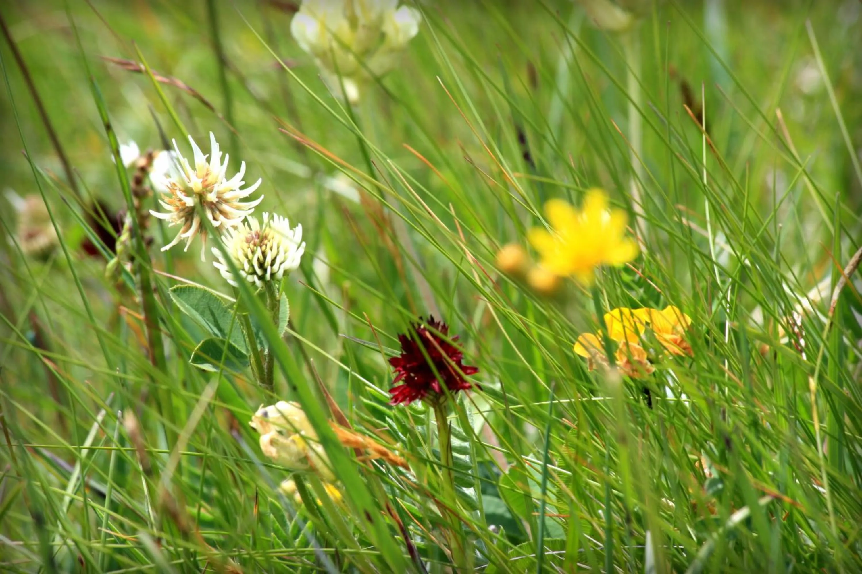 Spring in Hotel La Pineta
