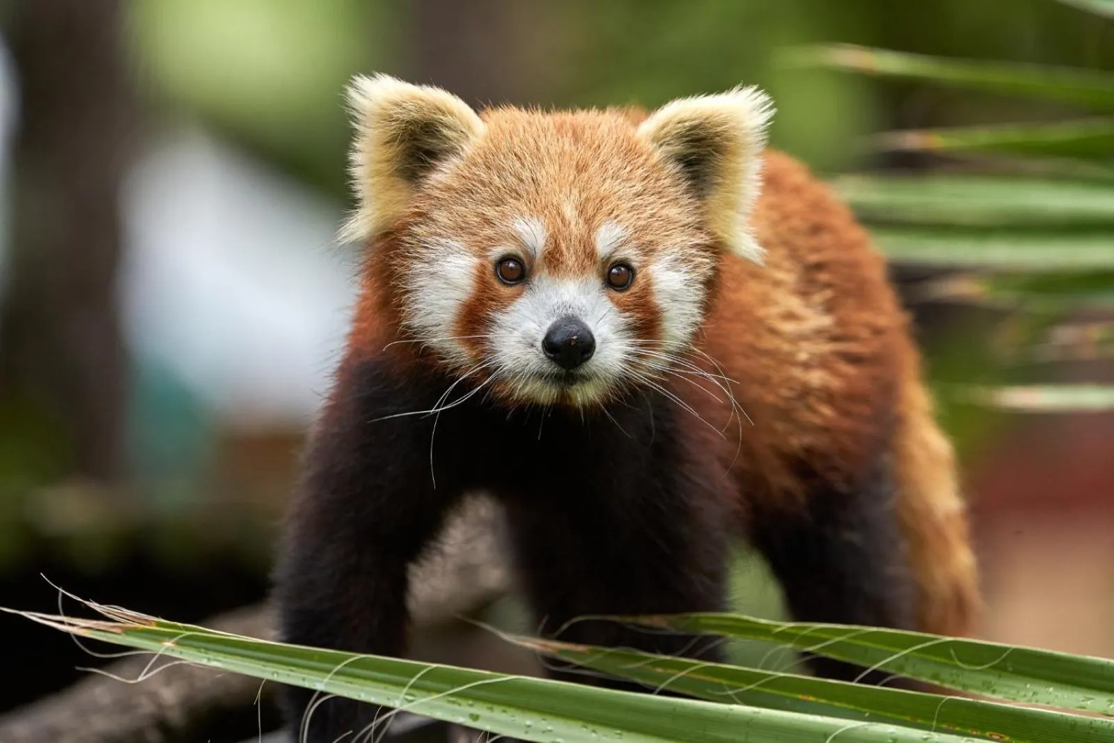 Animals in Hotel Selwo Lodge - Animal Park Tickets Included