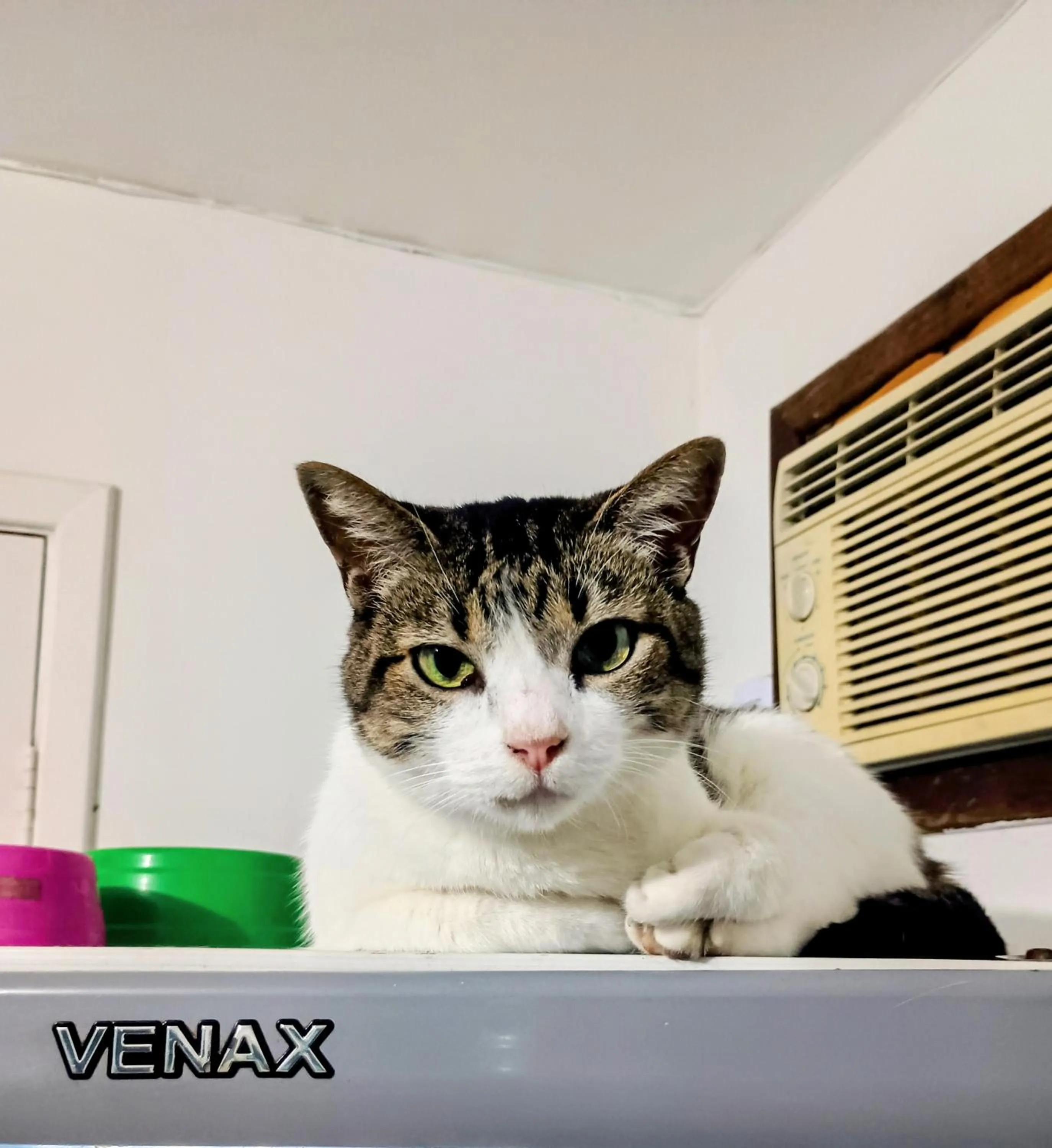 pet friendly in OYO Pousada Recanto Shangrilá, Cabo Frio