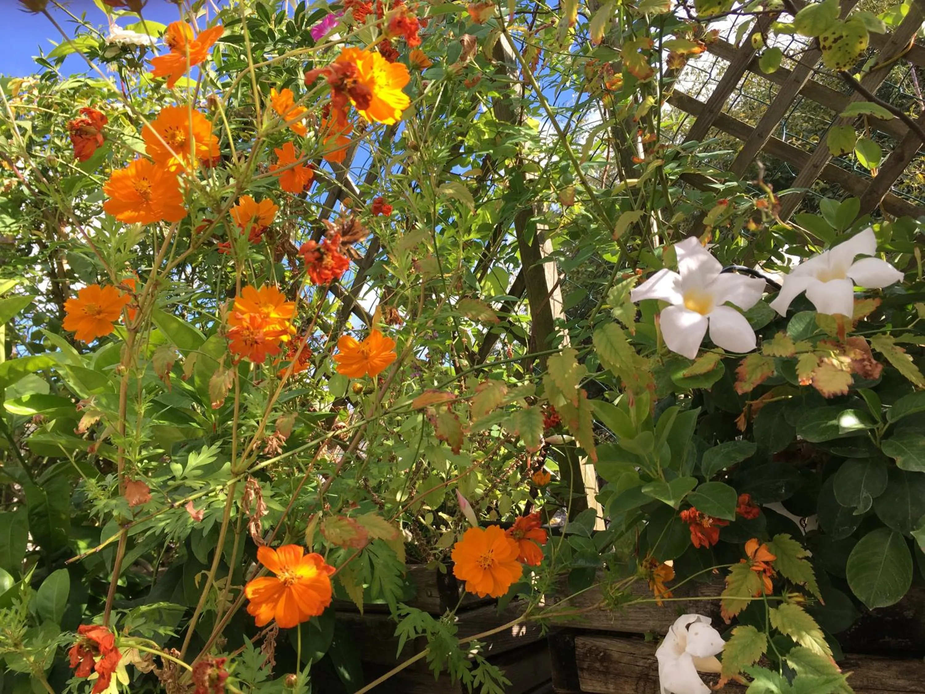 Garden in Les Asphodèles Amélie