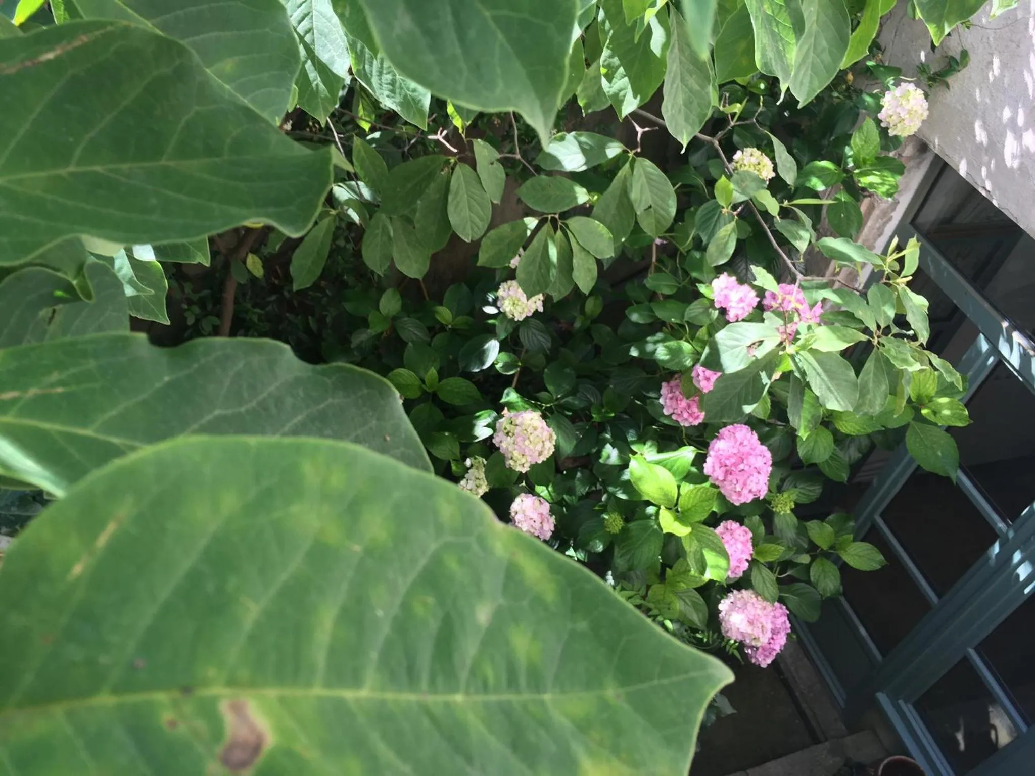 Patio in Les Asphodèles Amélie