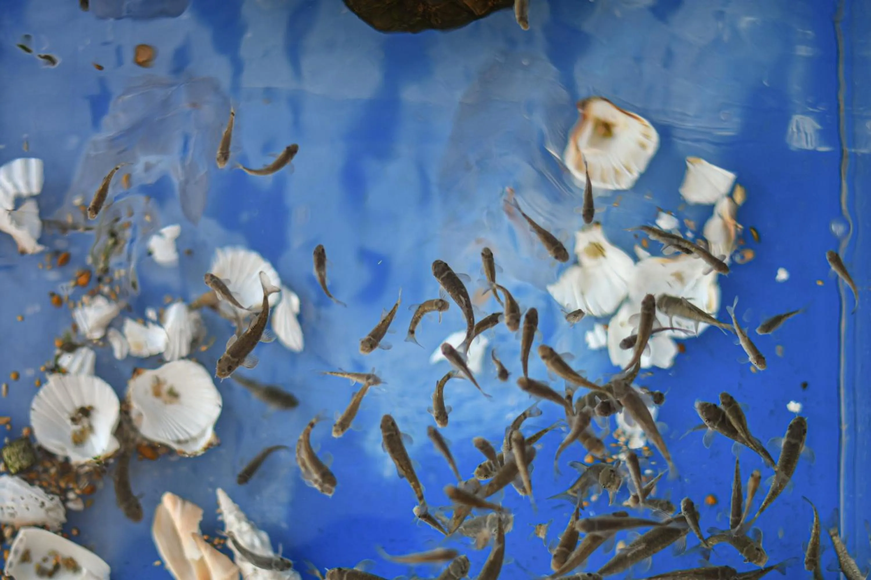 Spa and wellness centre/facilities in Kåseberga Gårdshotell & Spa