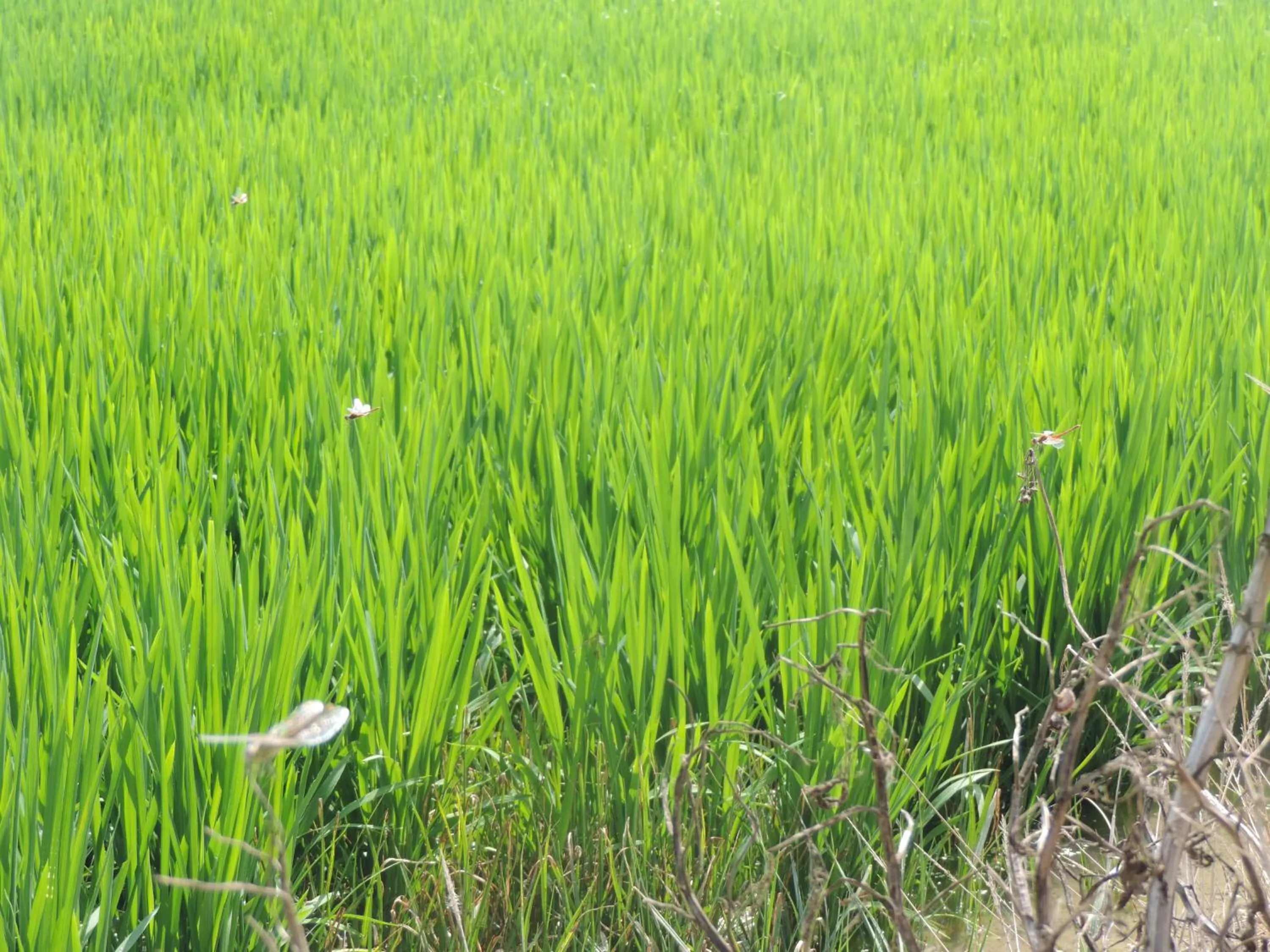 Natural landscape in Hotel Mas Prades