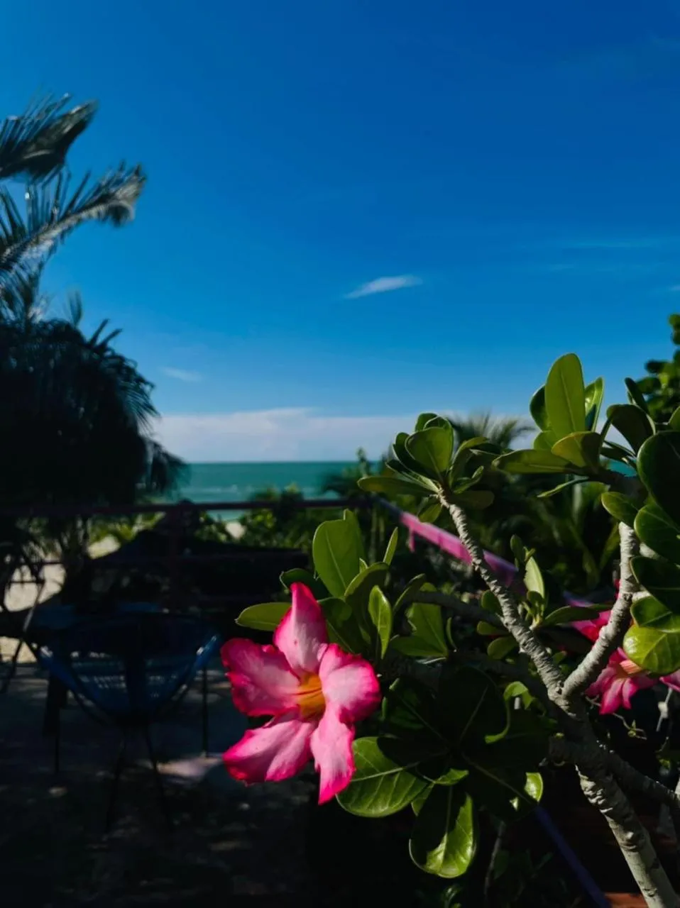 Garden in Hotel Gutierrez