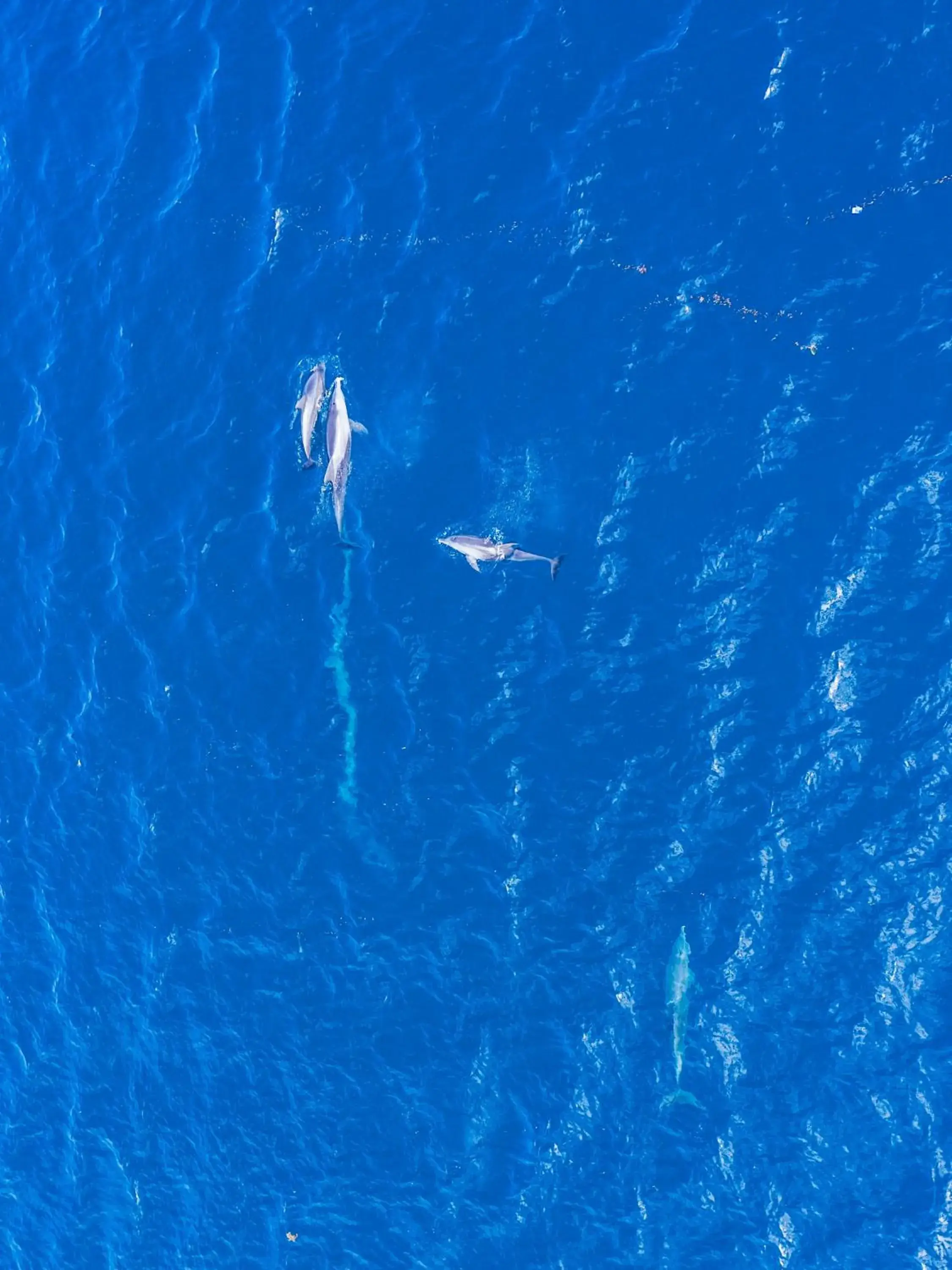 Turtle Bay Beach Club- All Inclusive Turtle Bay Beach Club- All Inclusive