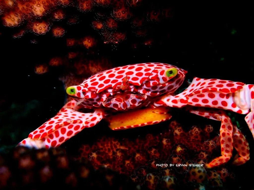 Turtle Bay Beach Club- All Inclusive