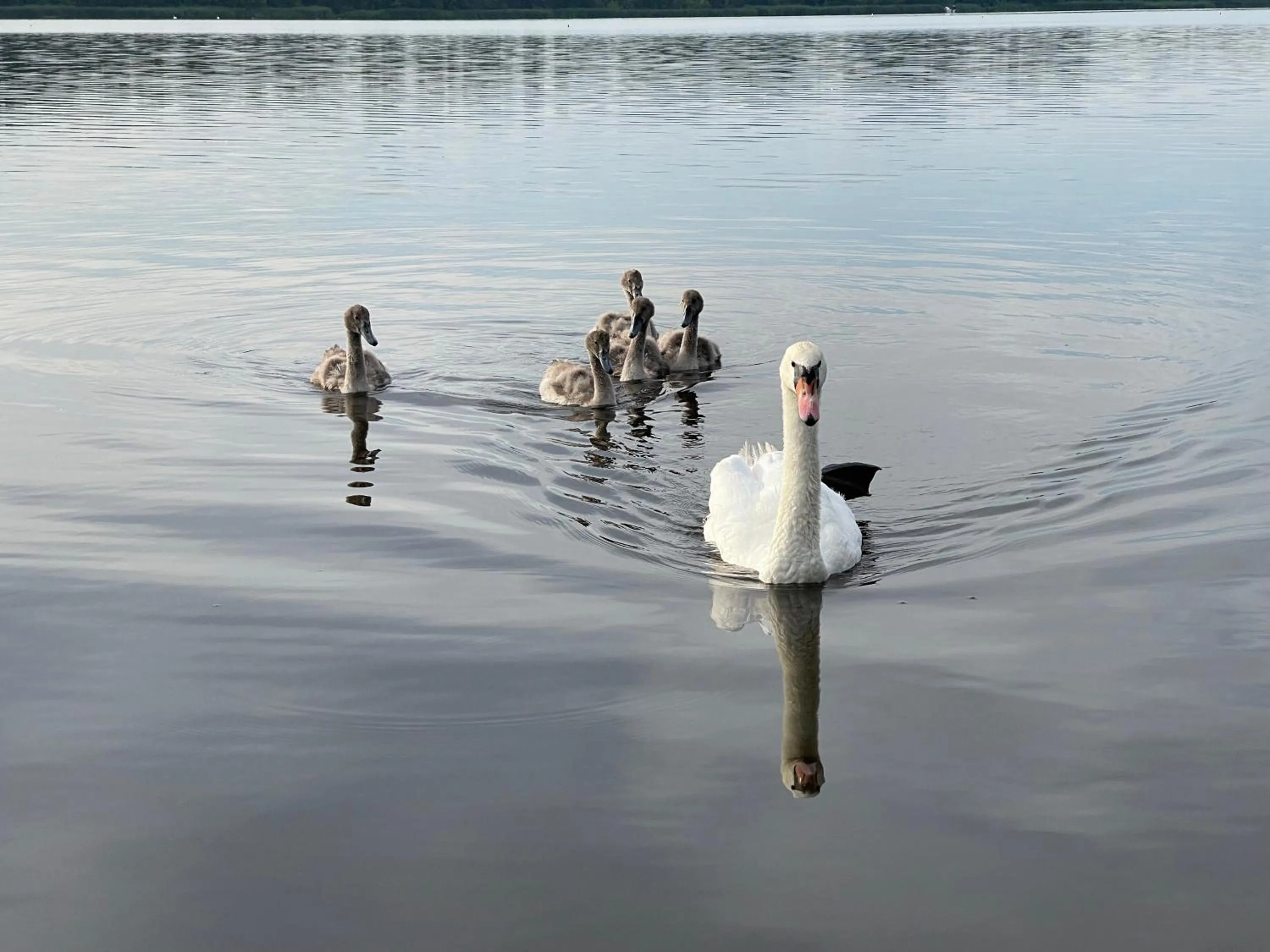 Animals in Hotel Pan Tadeusz