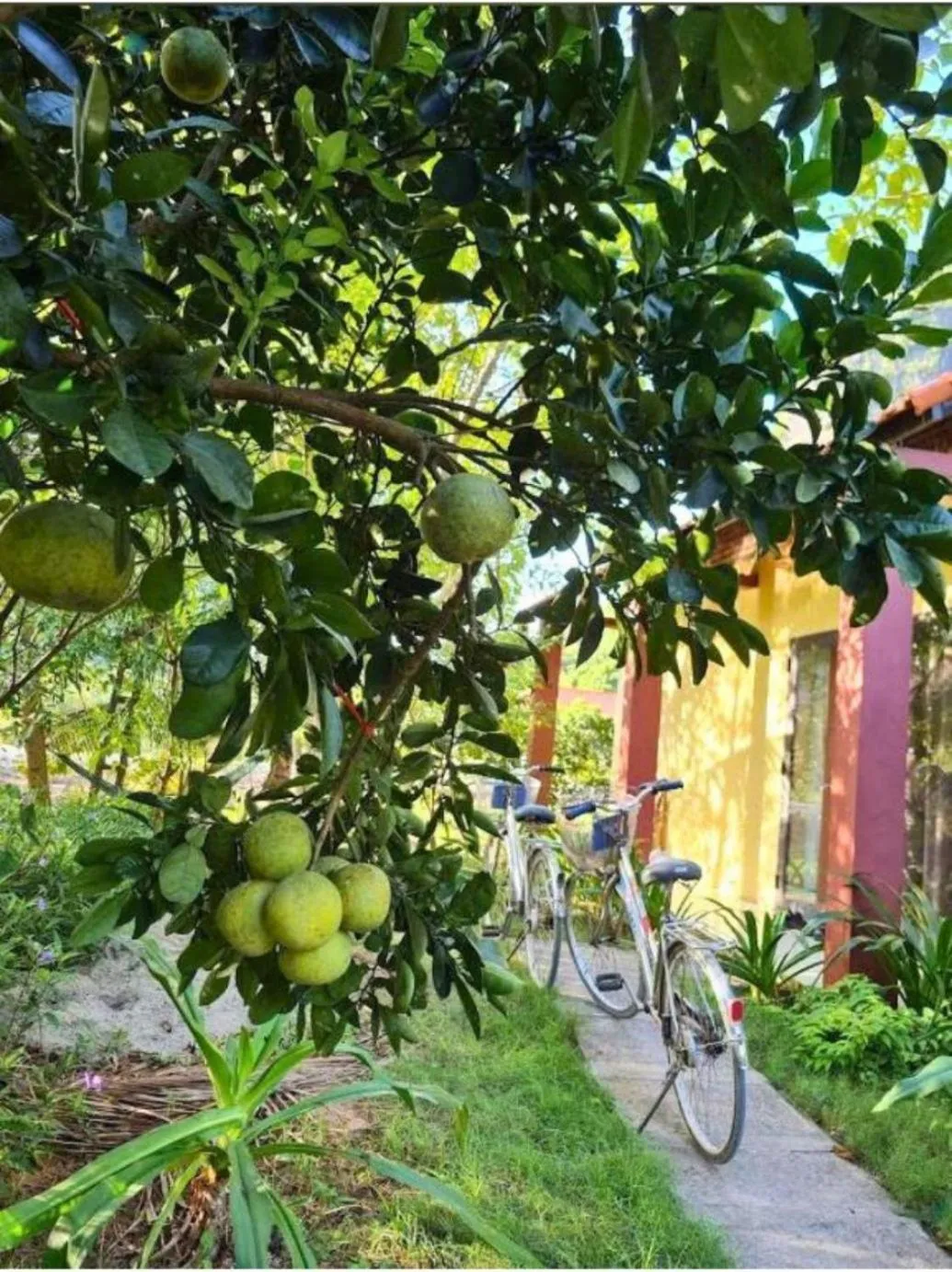 Garden view in Trang An Retreat