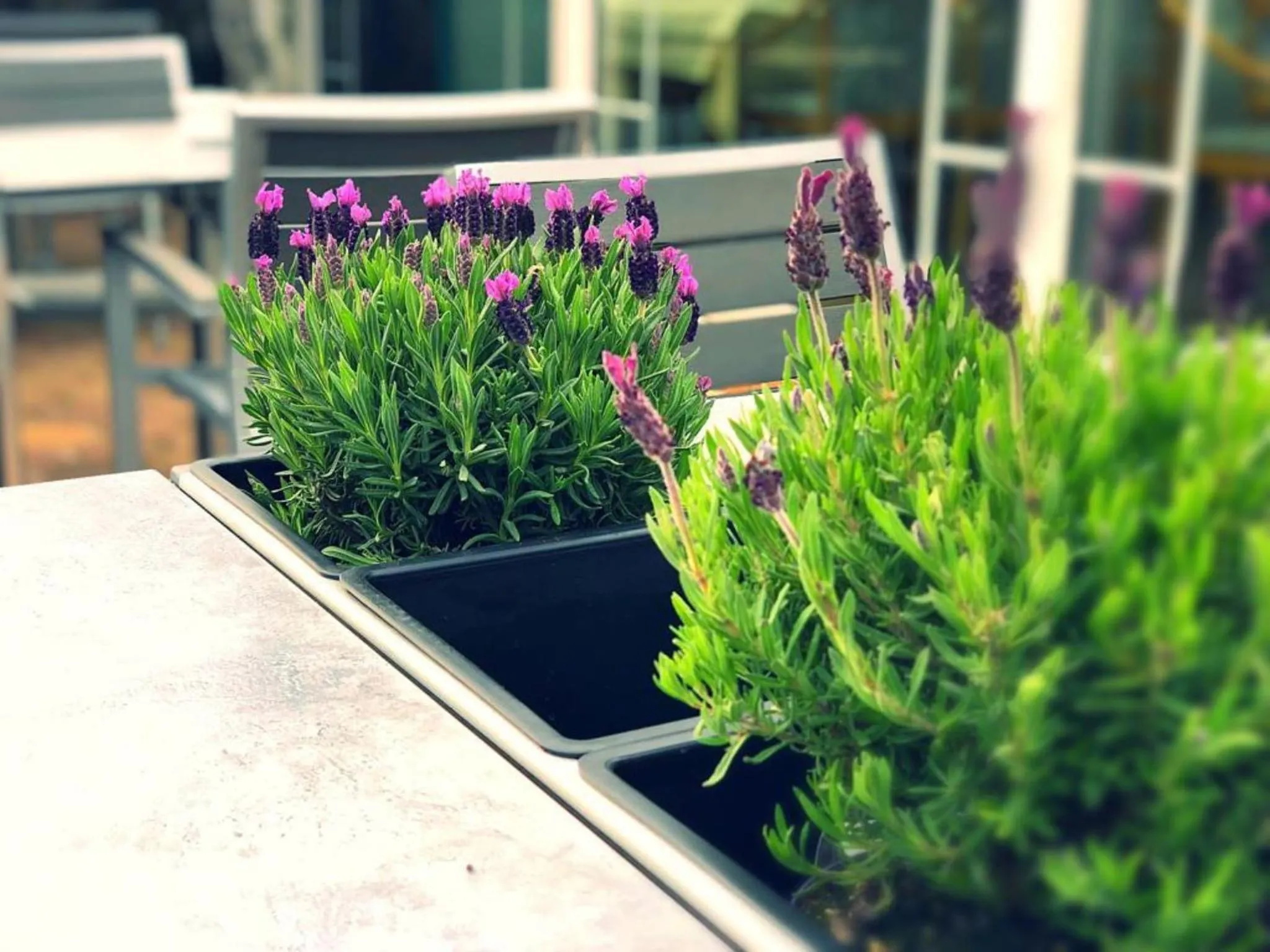 Restaurant/places to eat in Hotel Angelo