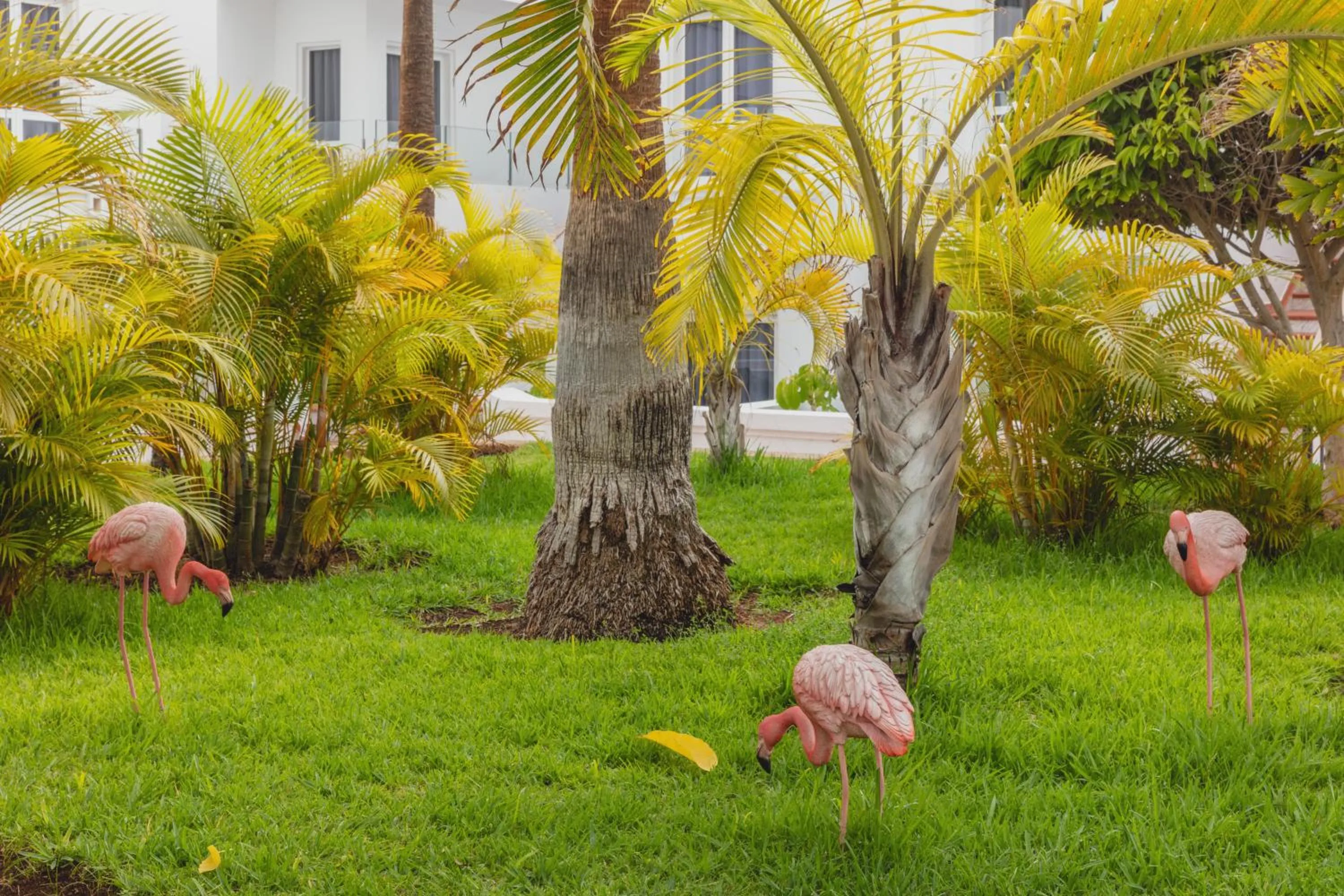 Garden in Flamingo Beach Mate