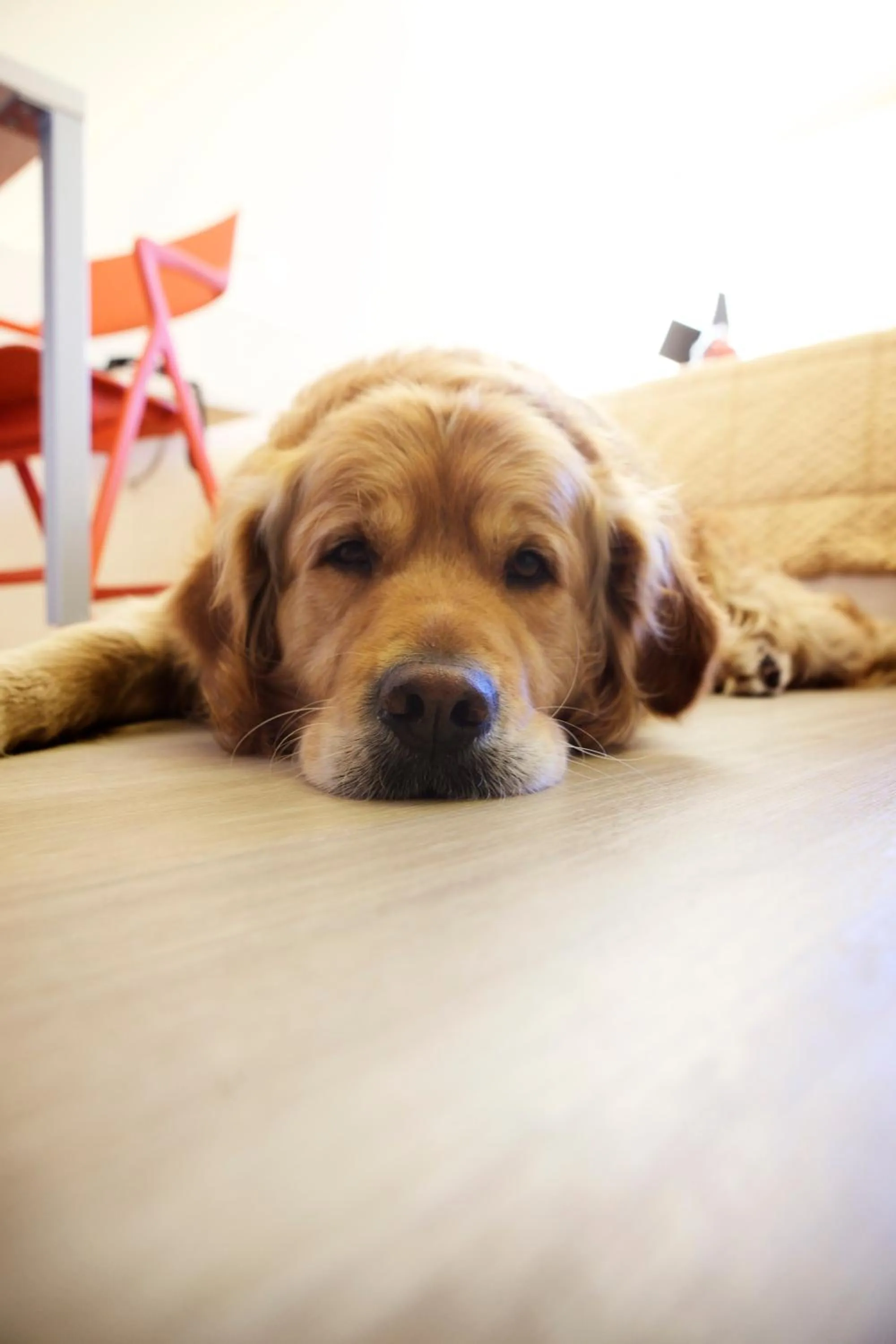 Pets in Hotel Alaska