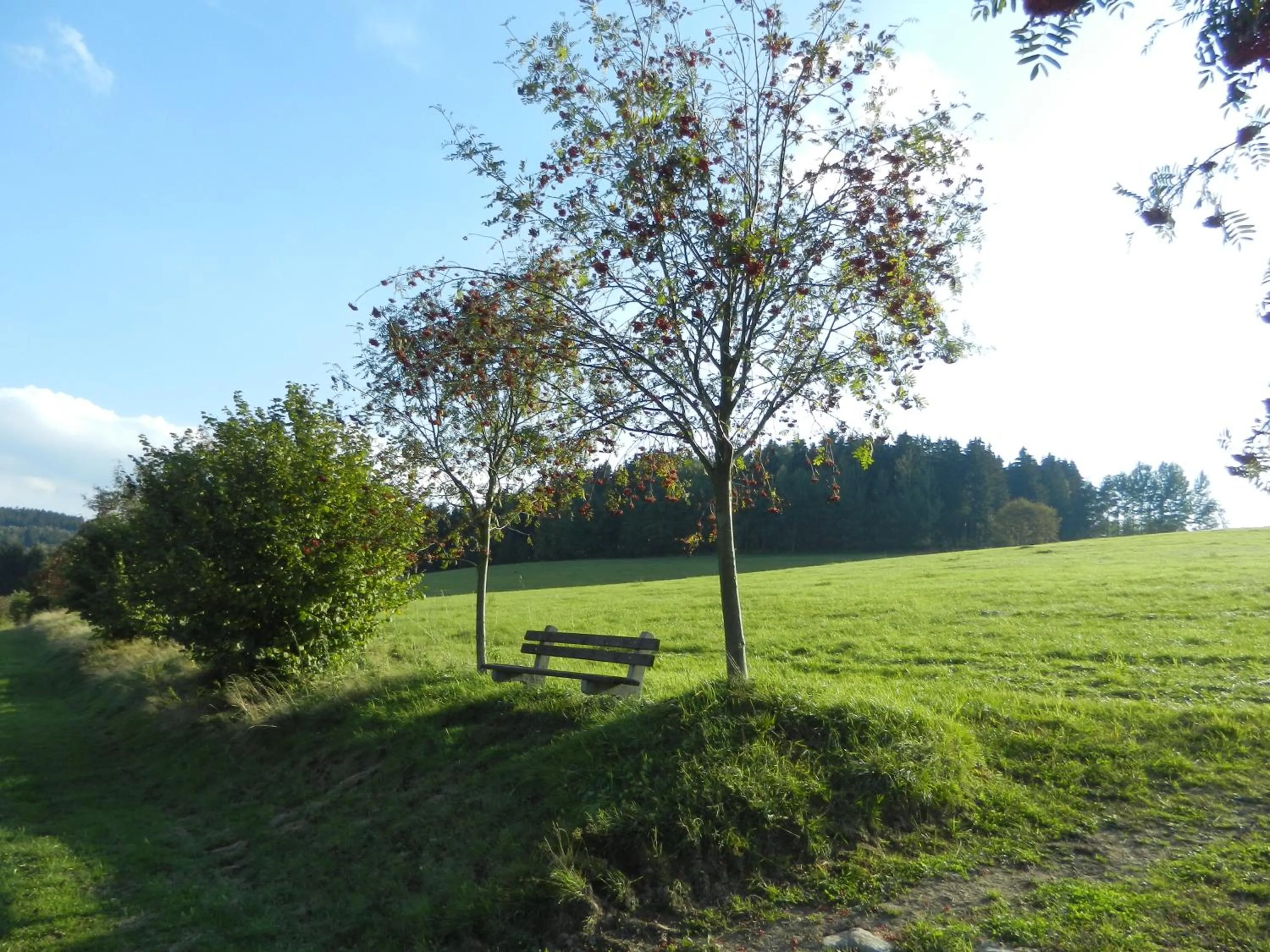 Natural landscape in Waldgasthof & Hotel Am Sauwald