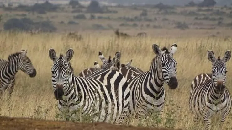 Animals in Tradewinds Lodge