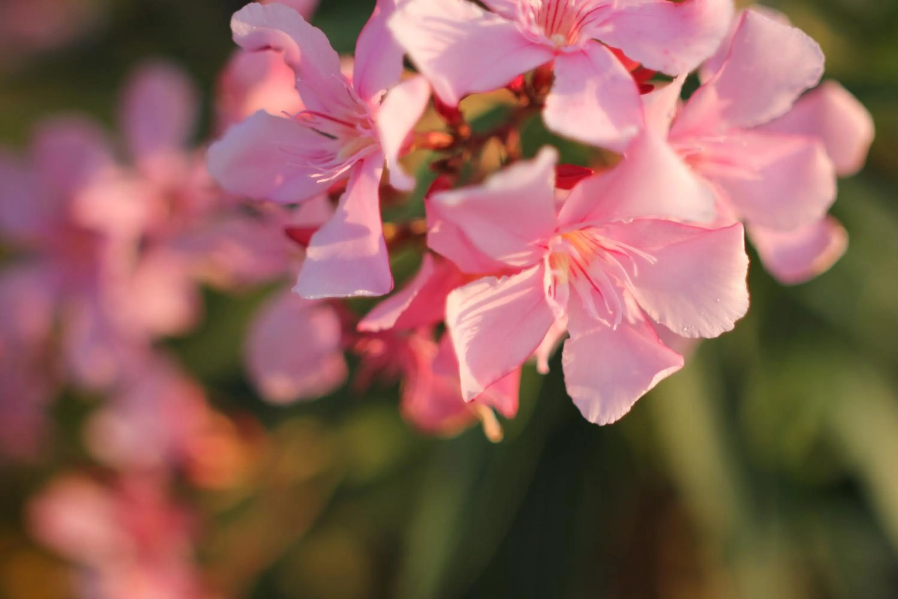 Decorative detail in Punta Falcone Resort
