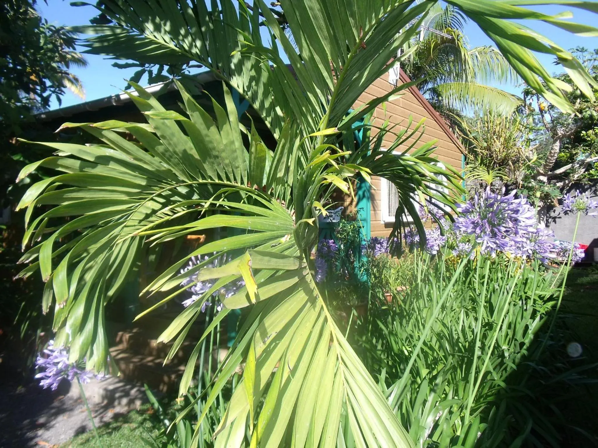 Garden in Les Agapanthes