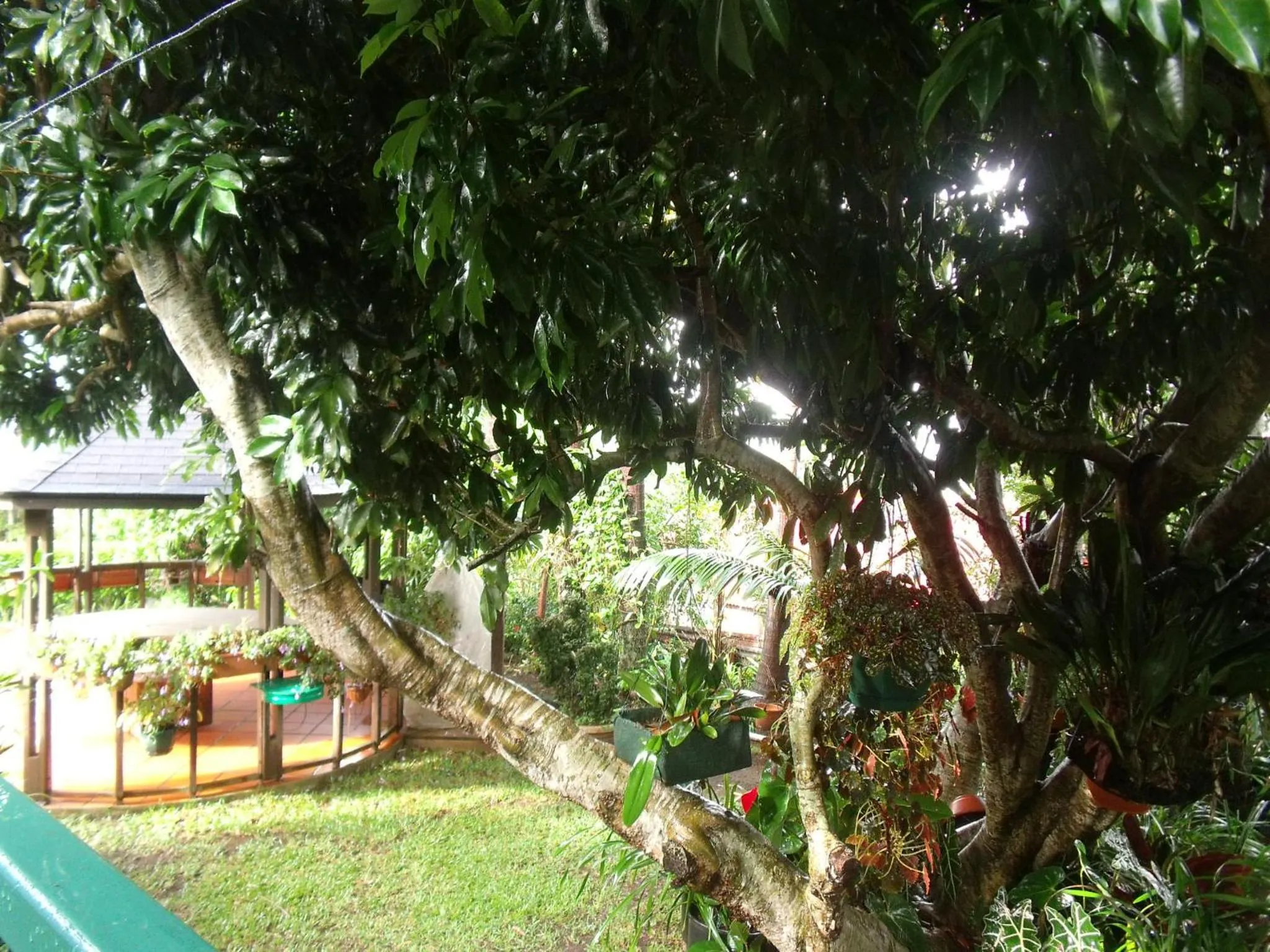 Garden view in Les Agapanthes