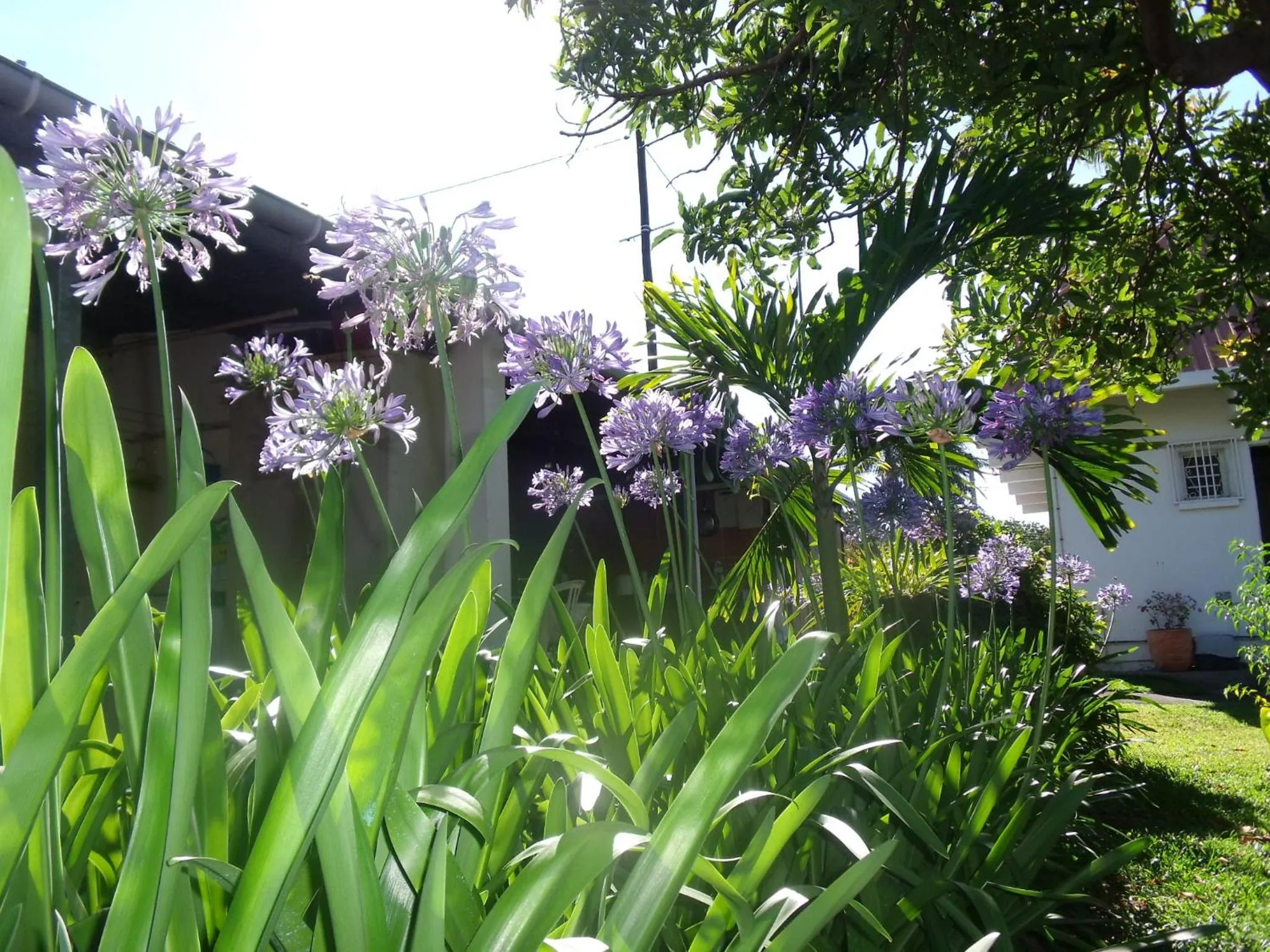 Garden in Les Agapanthes