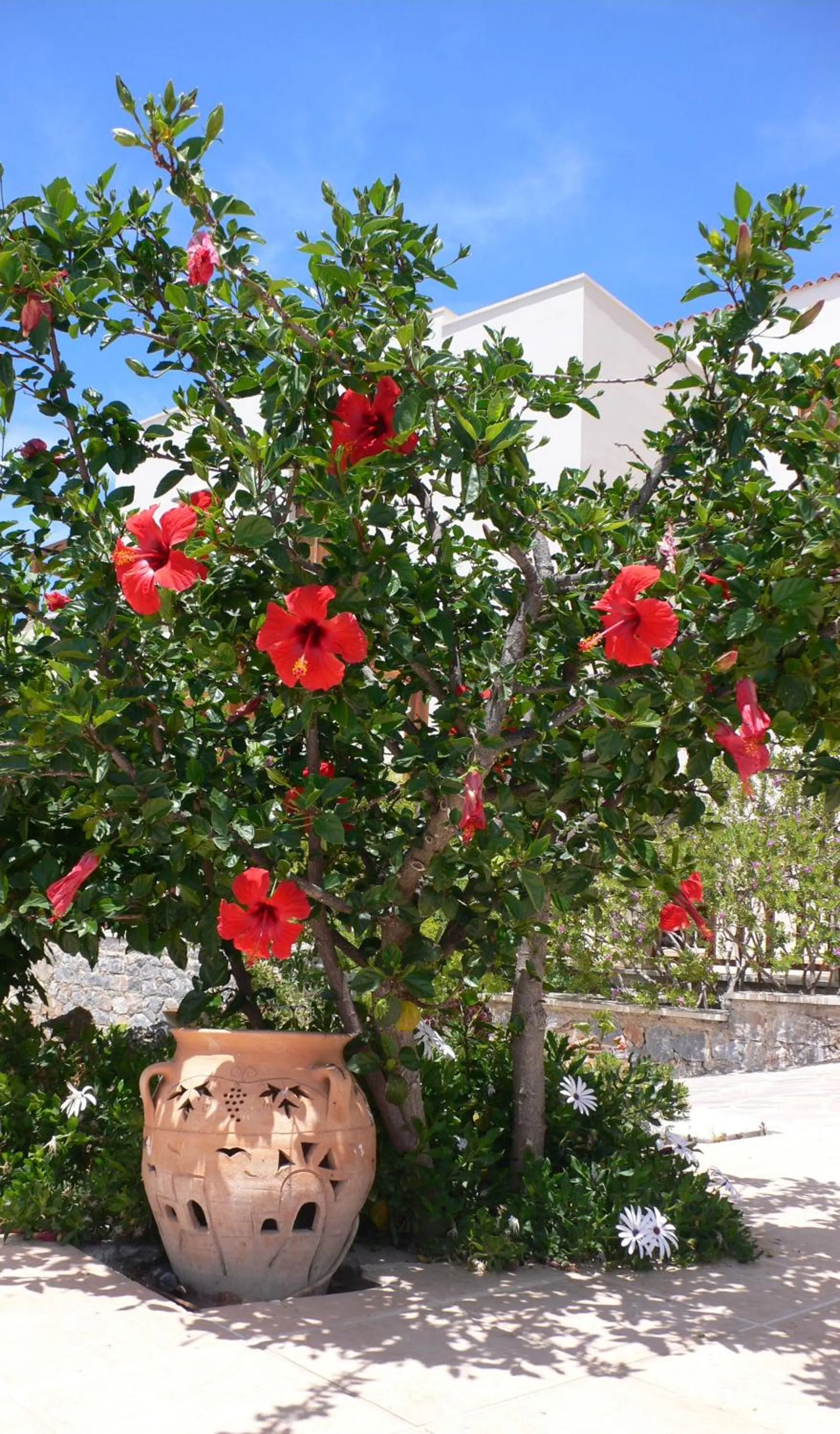 Garden in Stefanos Village Hotel