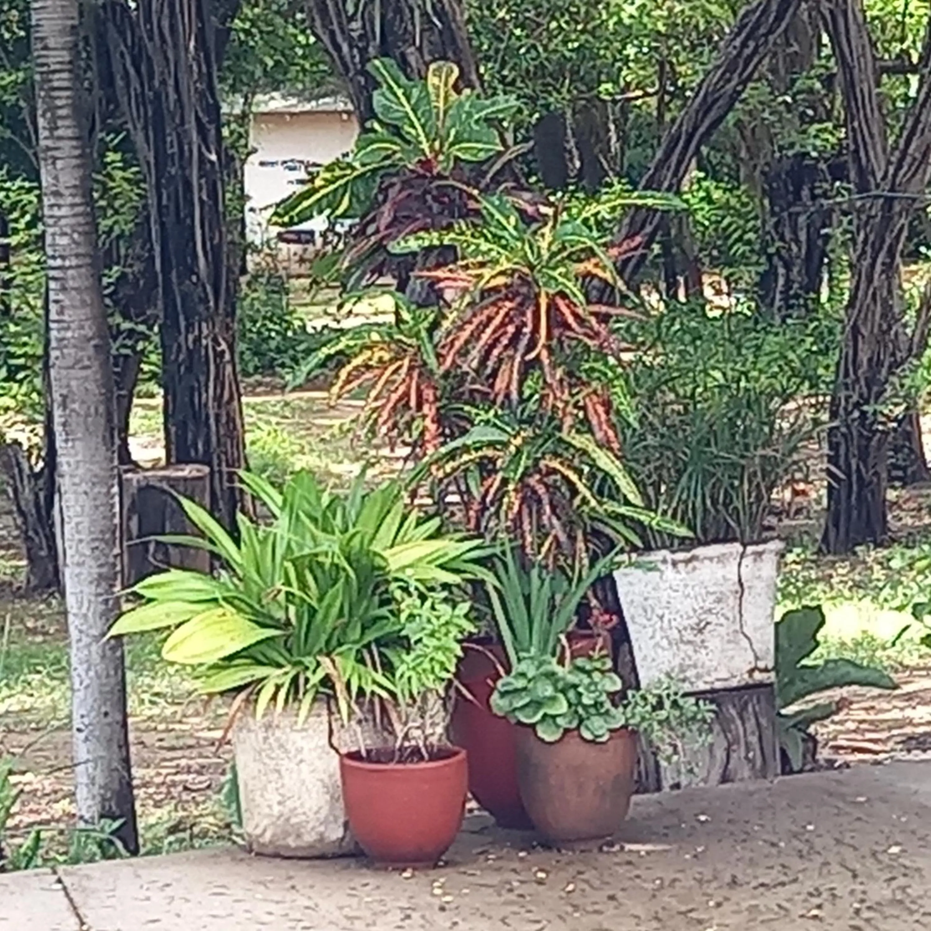 Natural landscape in La Veranera, Playa El Coco