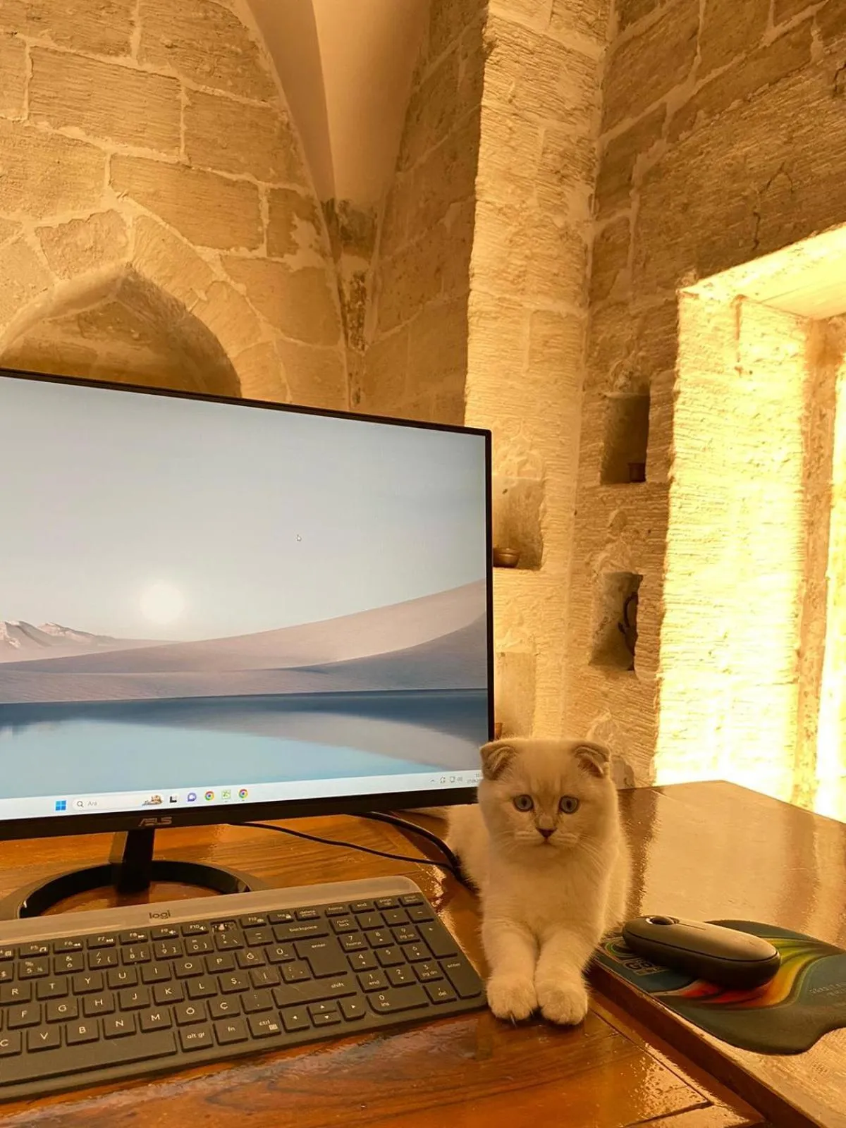 Pets in Dara Konagı