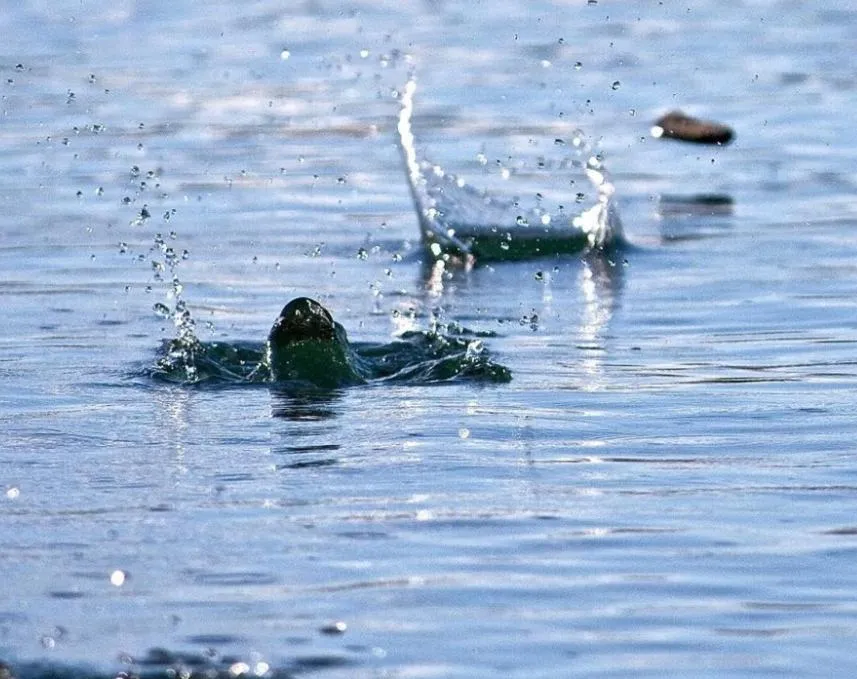 Entertainment in Balear Hotel